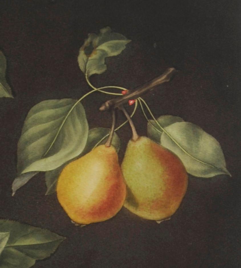 Plate LXXVIII  Pears (Valley, Petit Russelet, Doyenne, or Saint Michael, ... - English School Print by george brookshaw