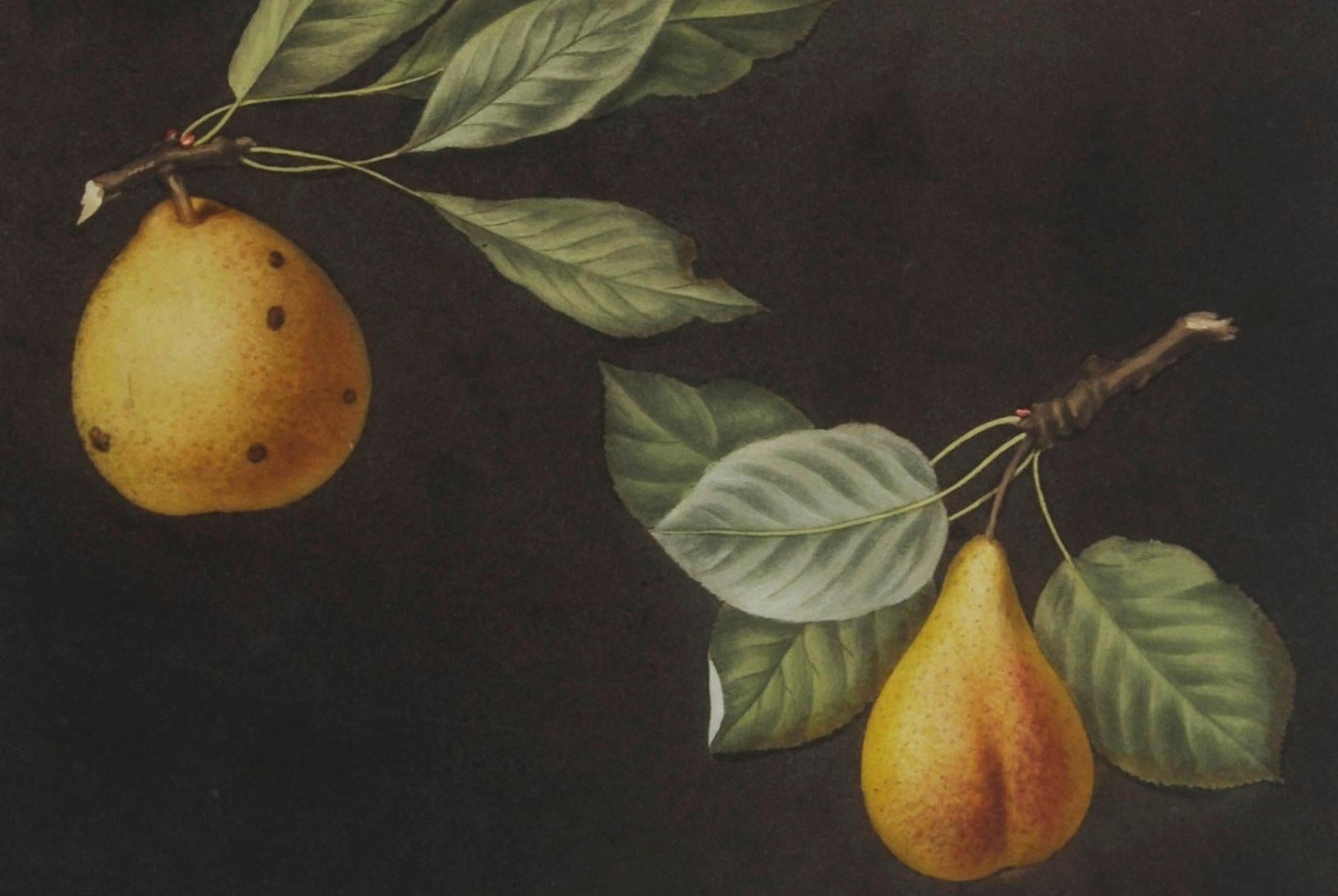 michael pears