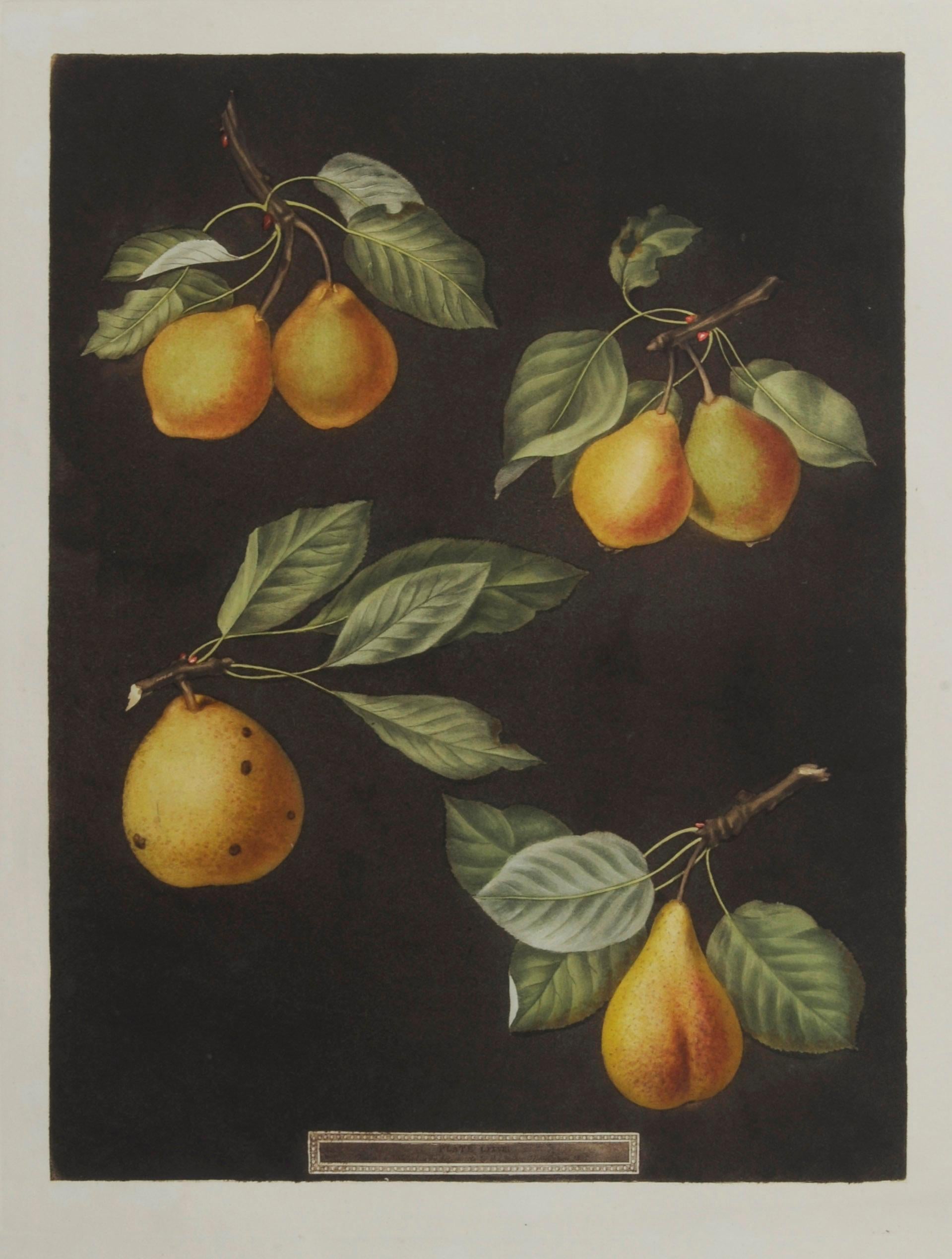 george brookshaw Still-Life Print - Plate LXXVIII  Pears (Valley, Petit Russelet, Doyenne, or Saint Michael, ...