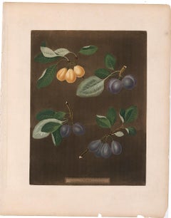 Aquatint Plums de George Brookshaw