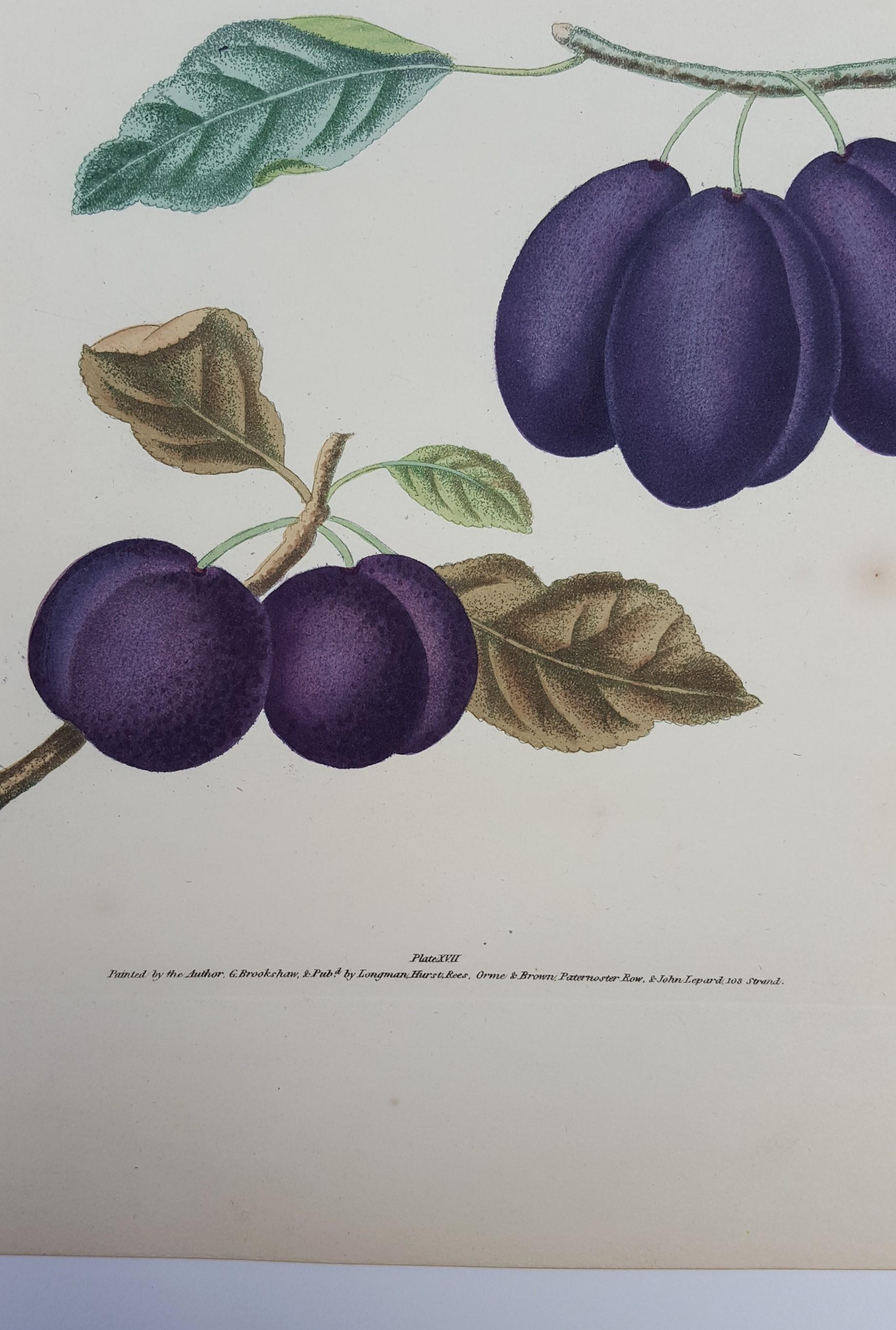 Plums (Plate XVII) 4