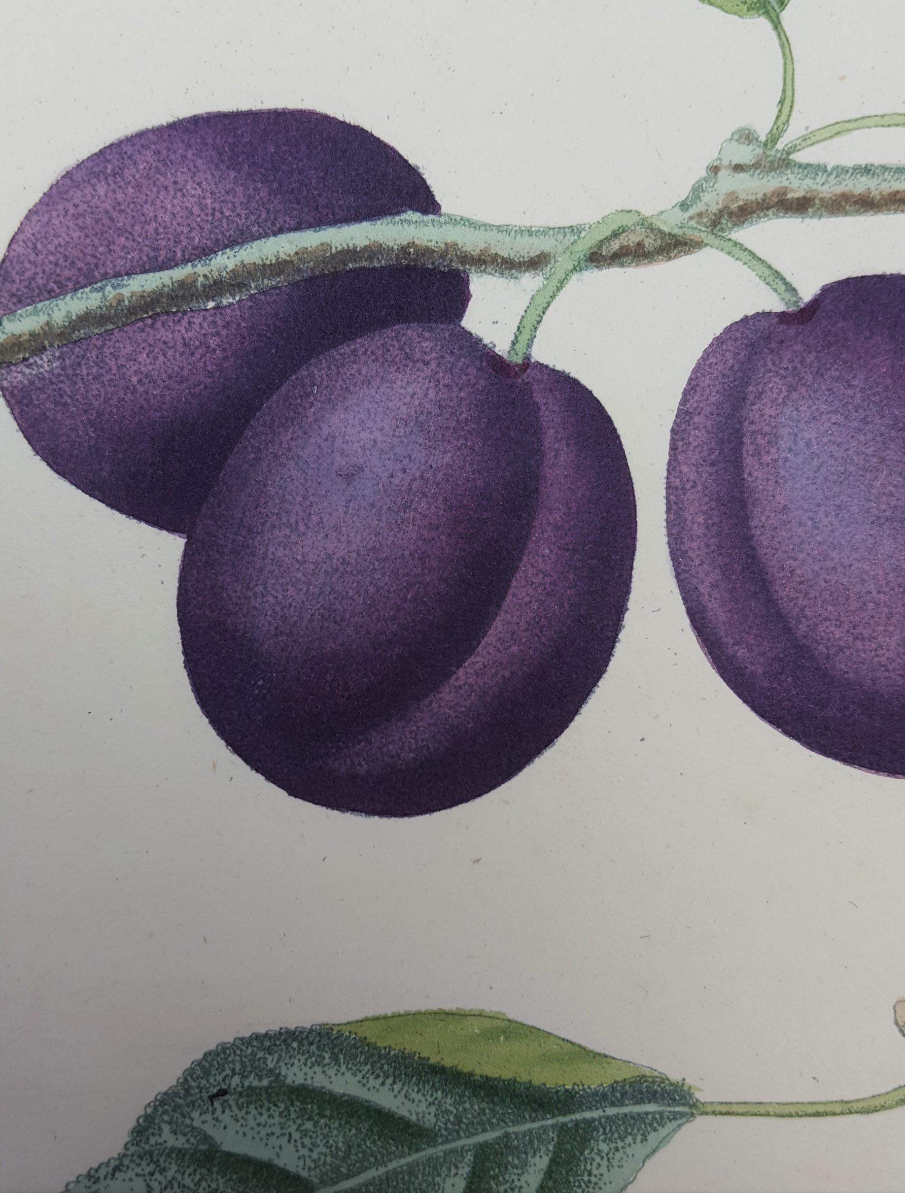 Plums (Plate XVII) 7