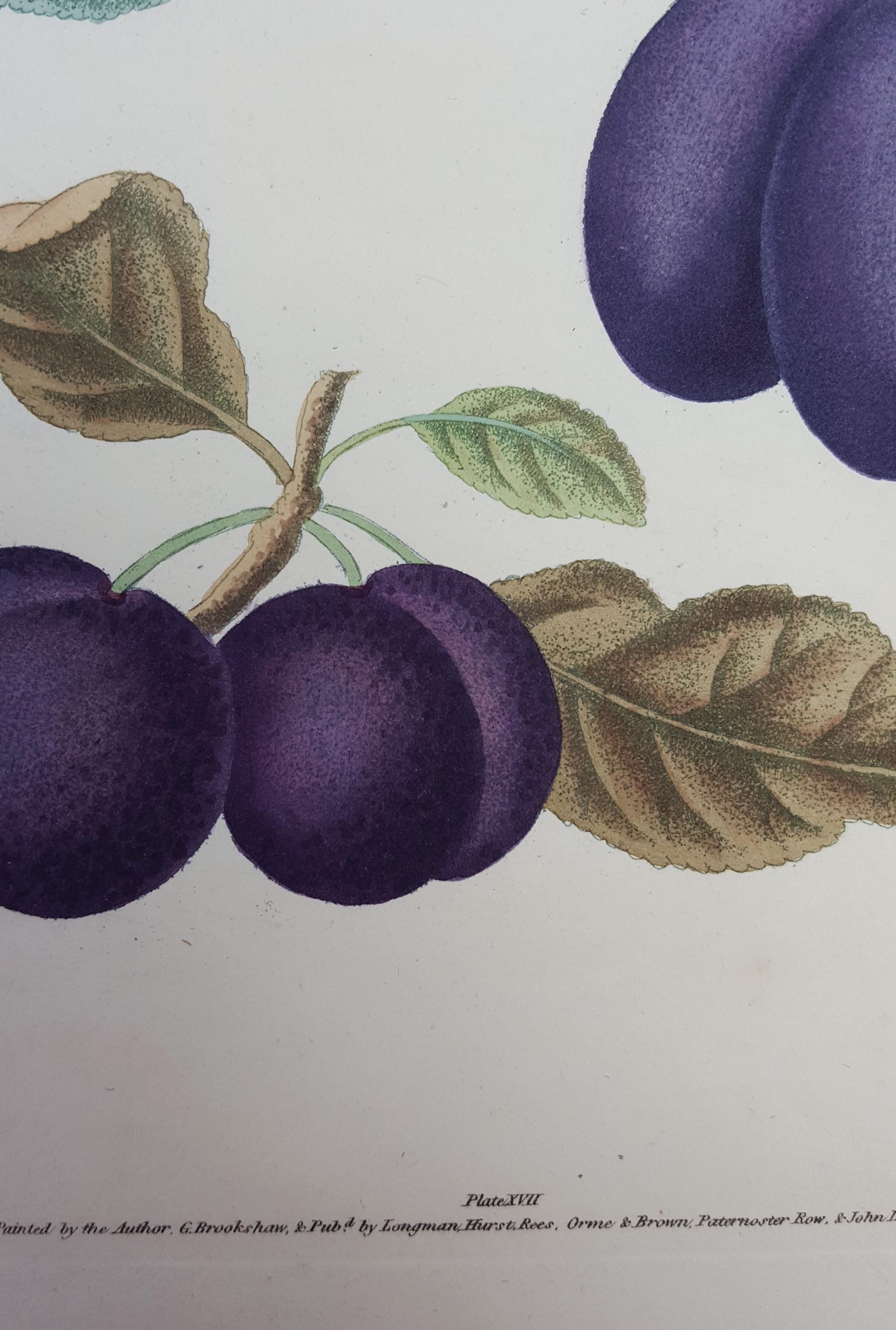 Plums (Plate XVII) 8