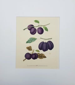 Ciruelas (Plato XVII)