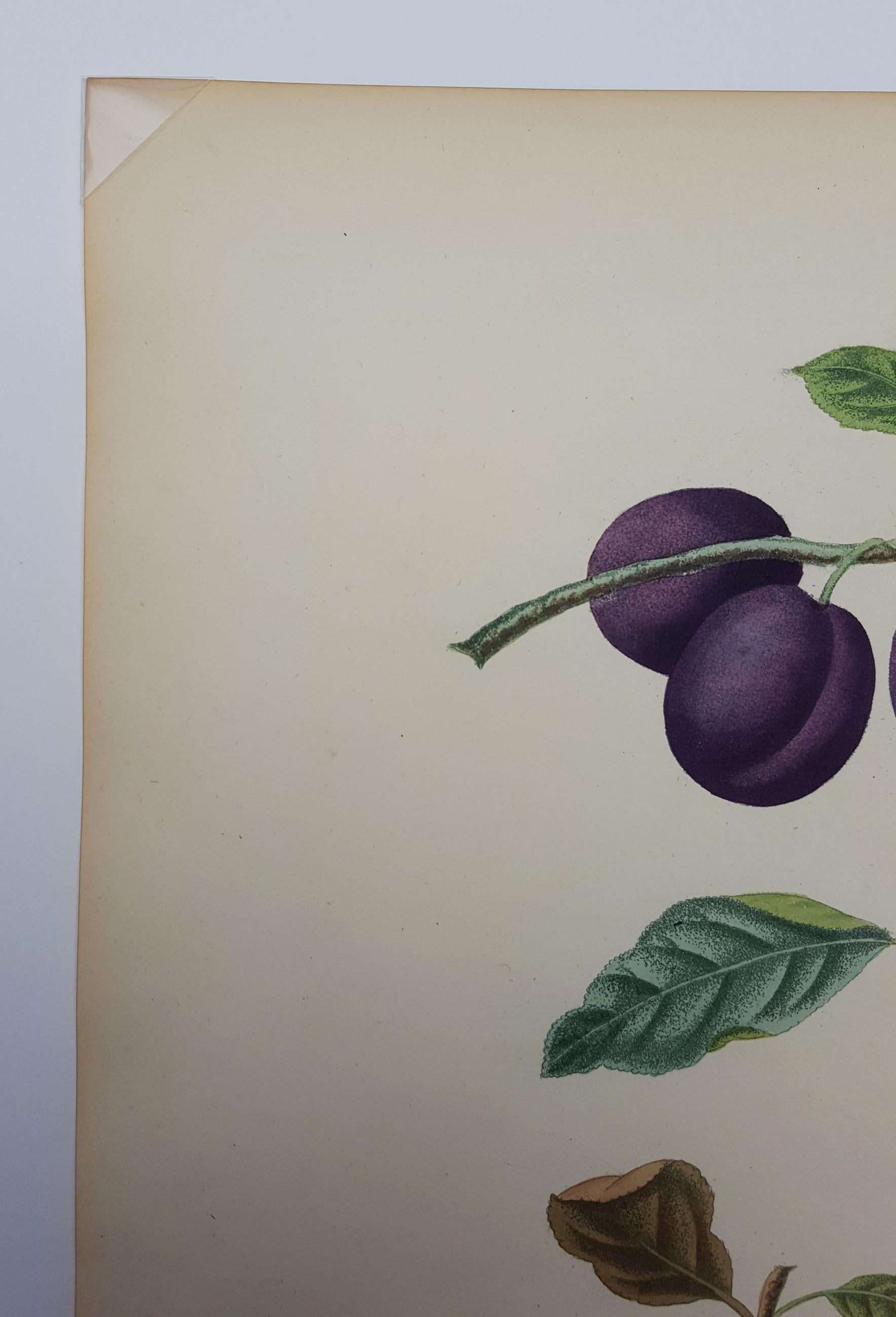 An original hand-colored aquatint engraving on wove paper by English artist George Brookshaw (1751-1823) titled 