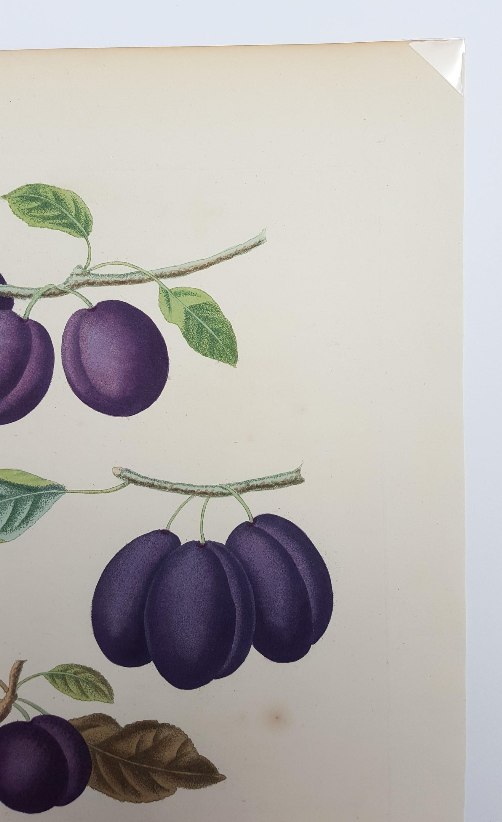 Plums (Plate XVII) 1