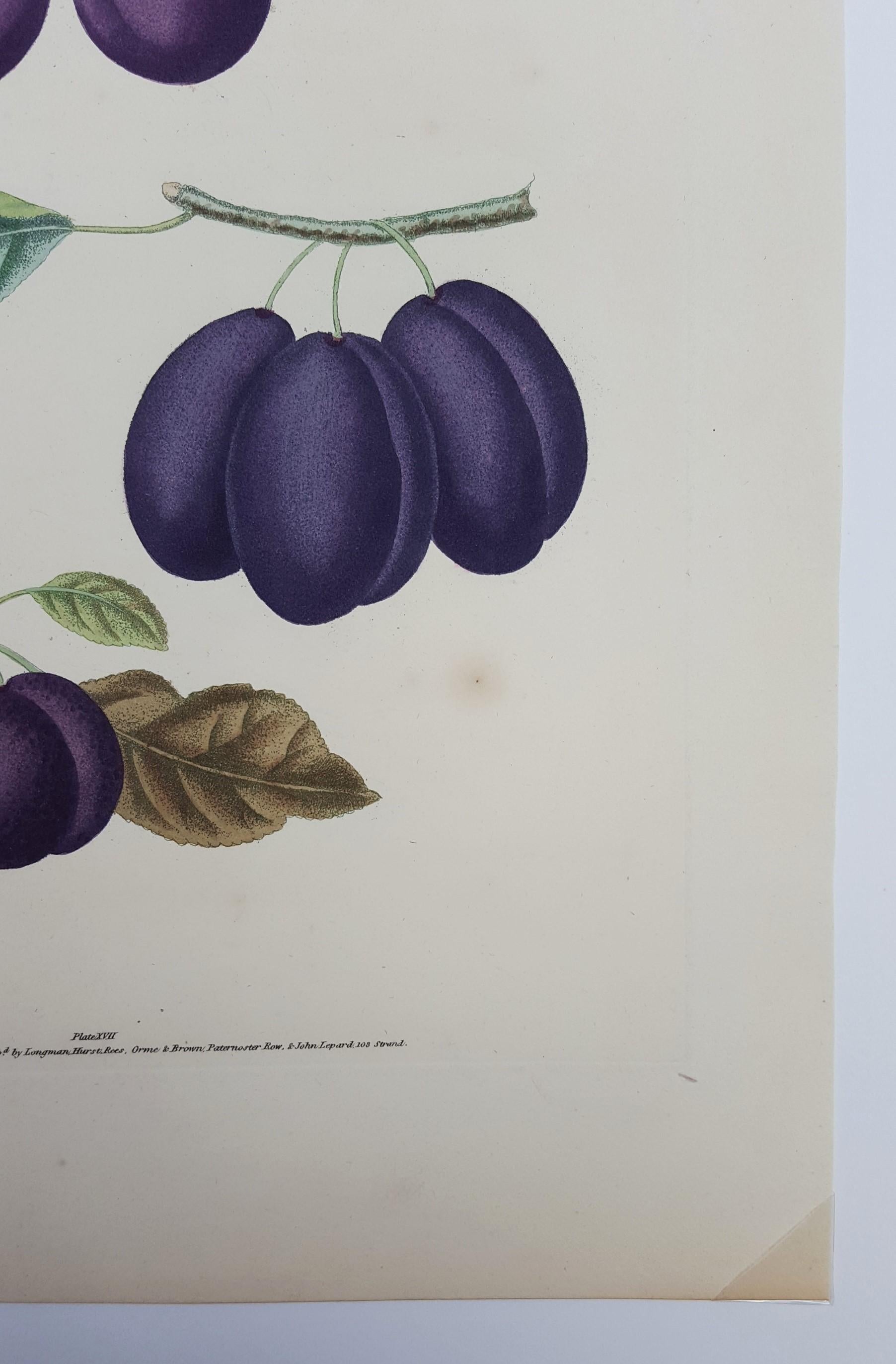 Plums (Plate XVII) 2