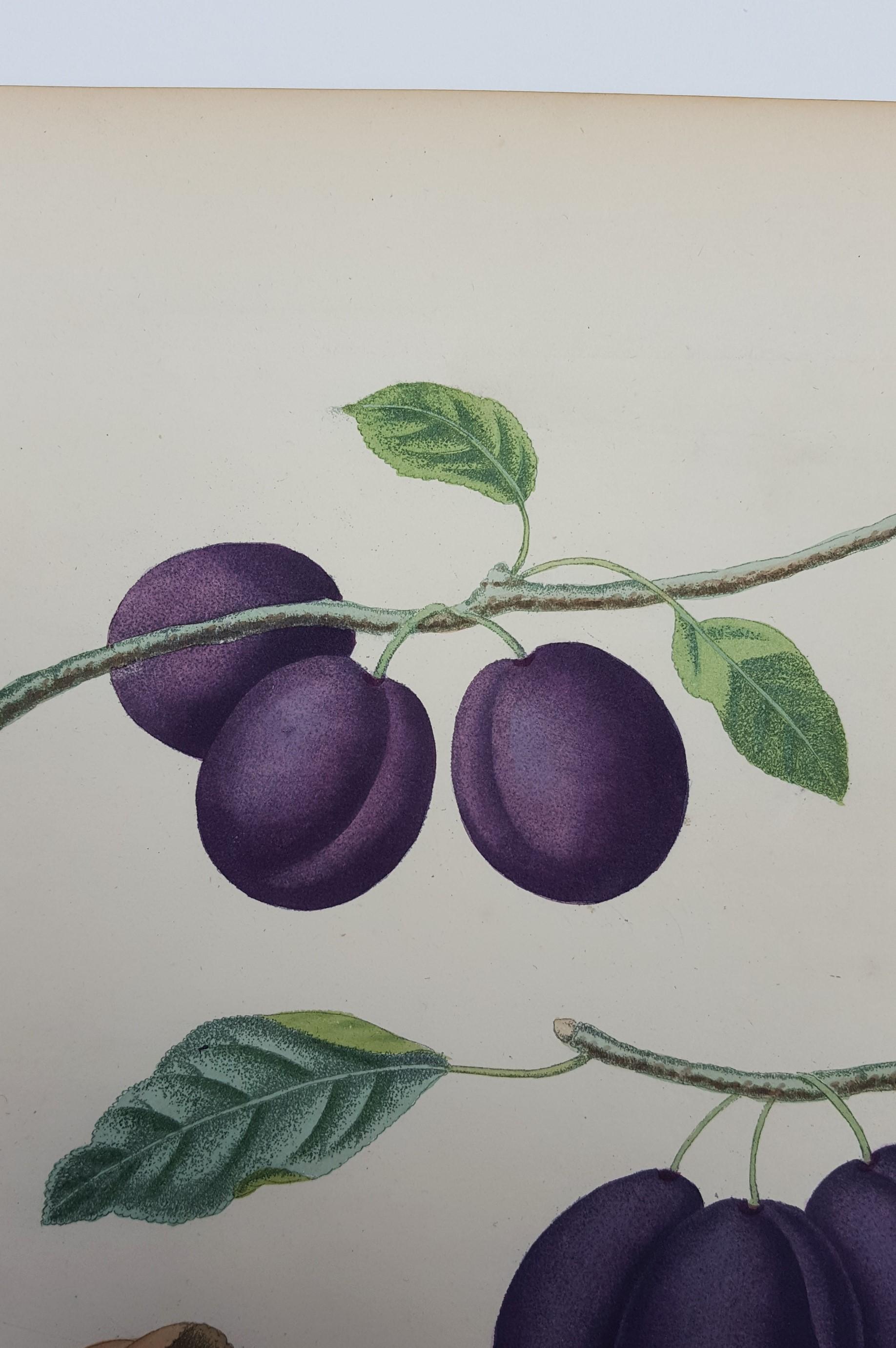 Plums (Plate XVII) 3