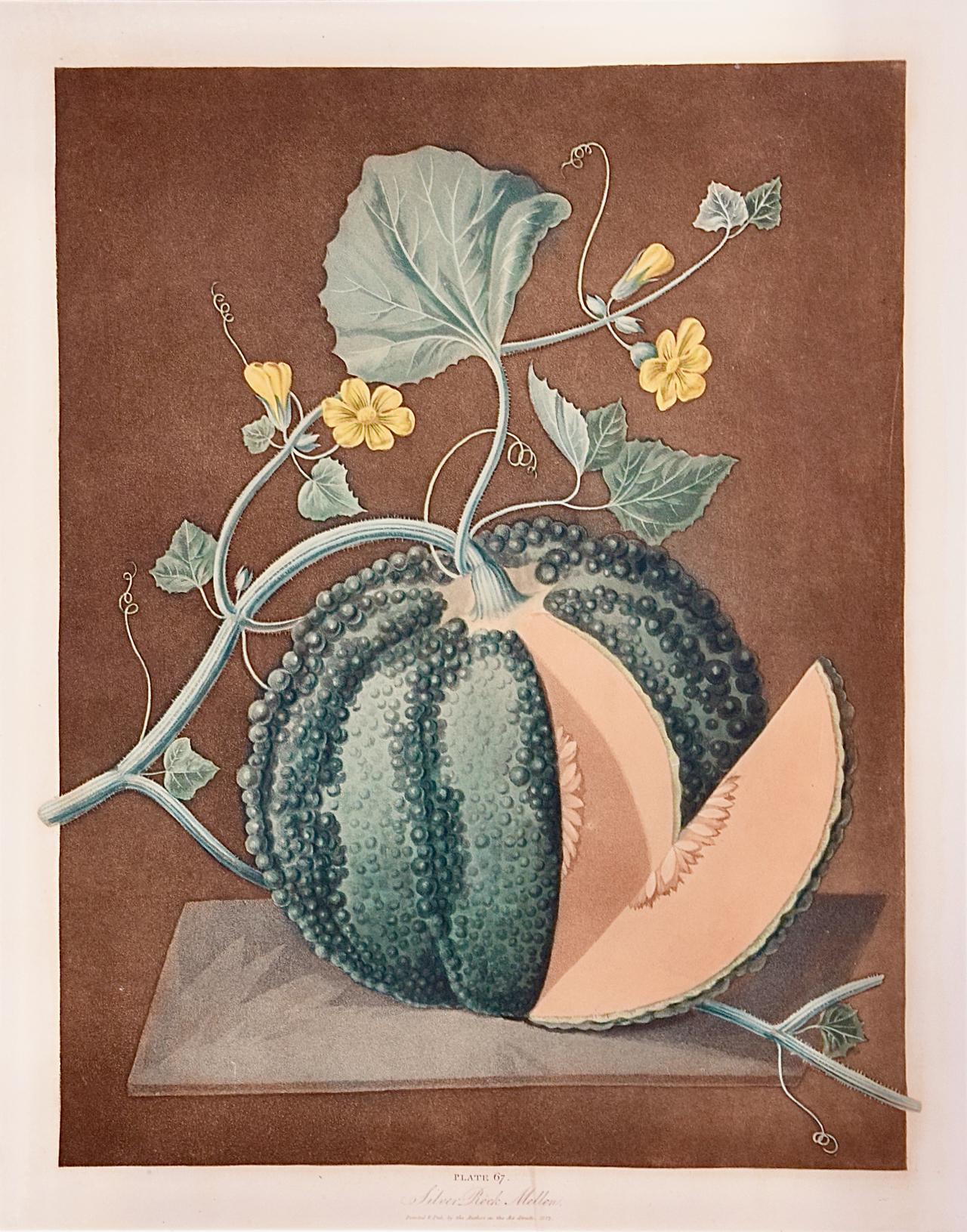 Melon de Silver Rock : A.I.C., gravure en couleur encadrée de George Brookshaw, datant du C.C. - Print de george brookshaw