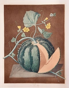 Melón de roca de plata: Un grabado en color enmarcado del siglo XIX de George Brookshaw