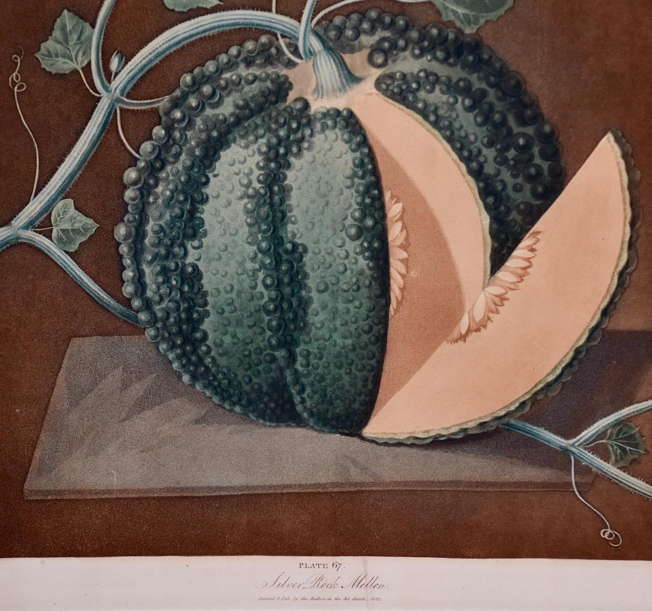 Melon de Silver Rock : A.I.C., gravure en couleur encadrée de George Brookshaw, datant du C.C. - Naturalisme Print par george brookshaw