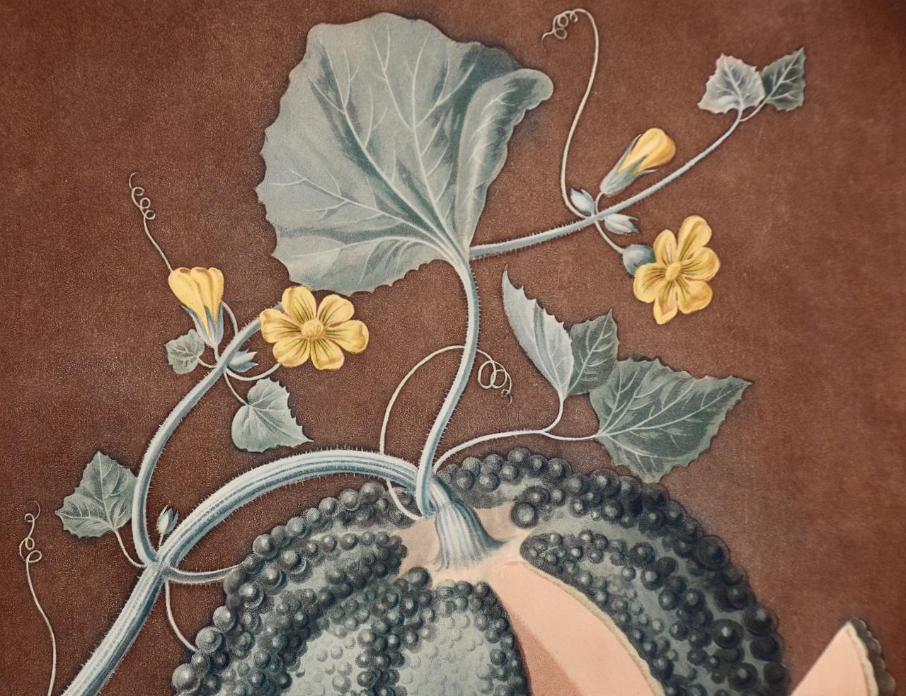 Melon de Silver Rock : A.I.C., gravure en couleur encadrée de George Brookshaw, datant du C.C. - Argent Print par george brookshaw