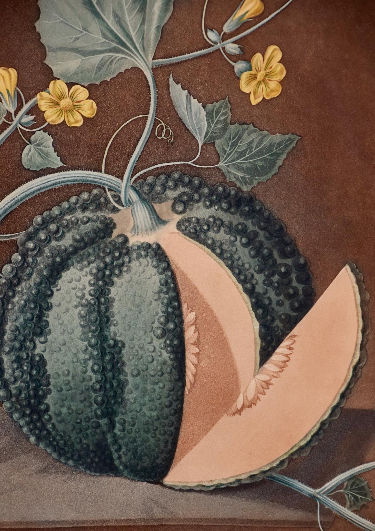 Silver Rock Melon: A Framed 19th C. Color Engraving by George Brookshaw - Naturalistic Print by george brookshaw