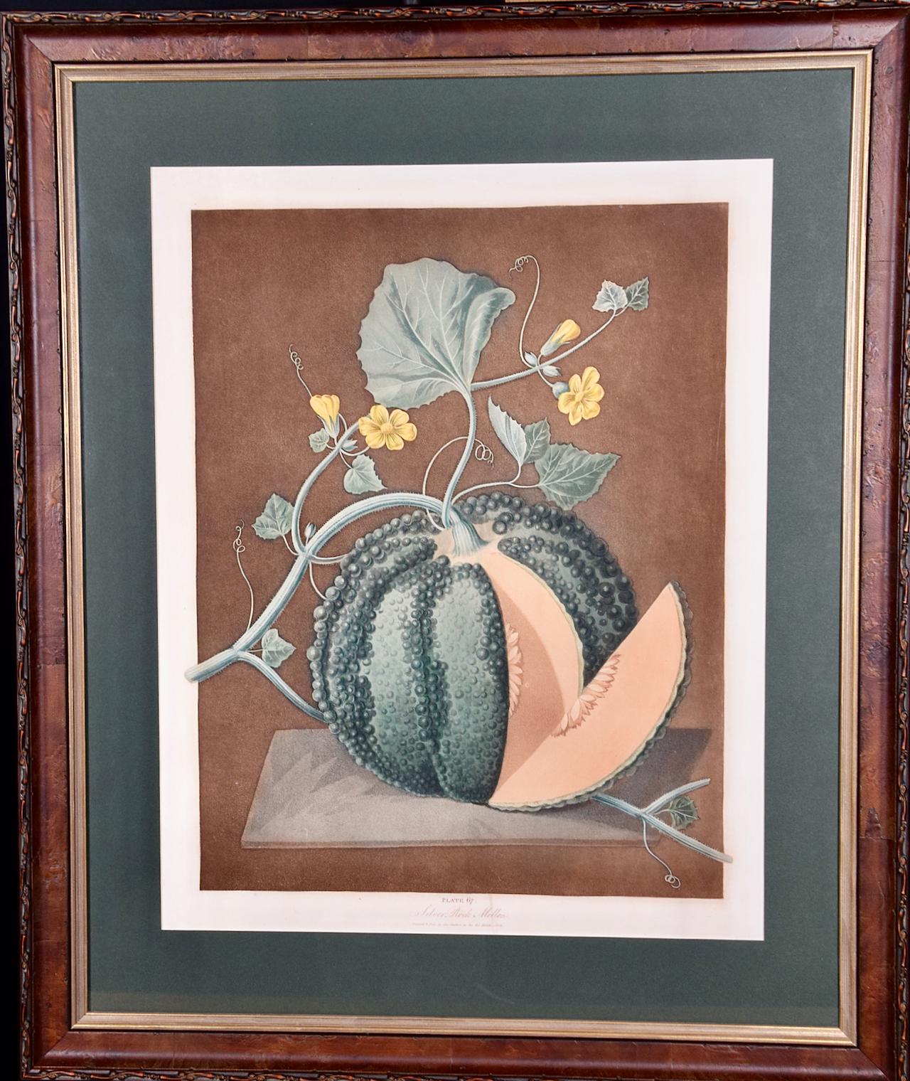 Print george brookshaw - Melon de Silver Rock : A.I.C., gravure en couleur encadrée de George Brookshaw, datant du C.C.