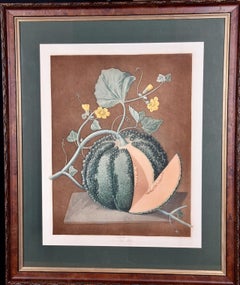 Antique Silver Rock Melon: A Framed 19th C. Color Engraving by George Brookshaw