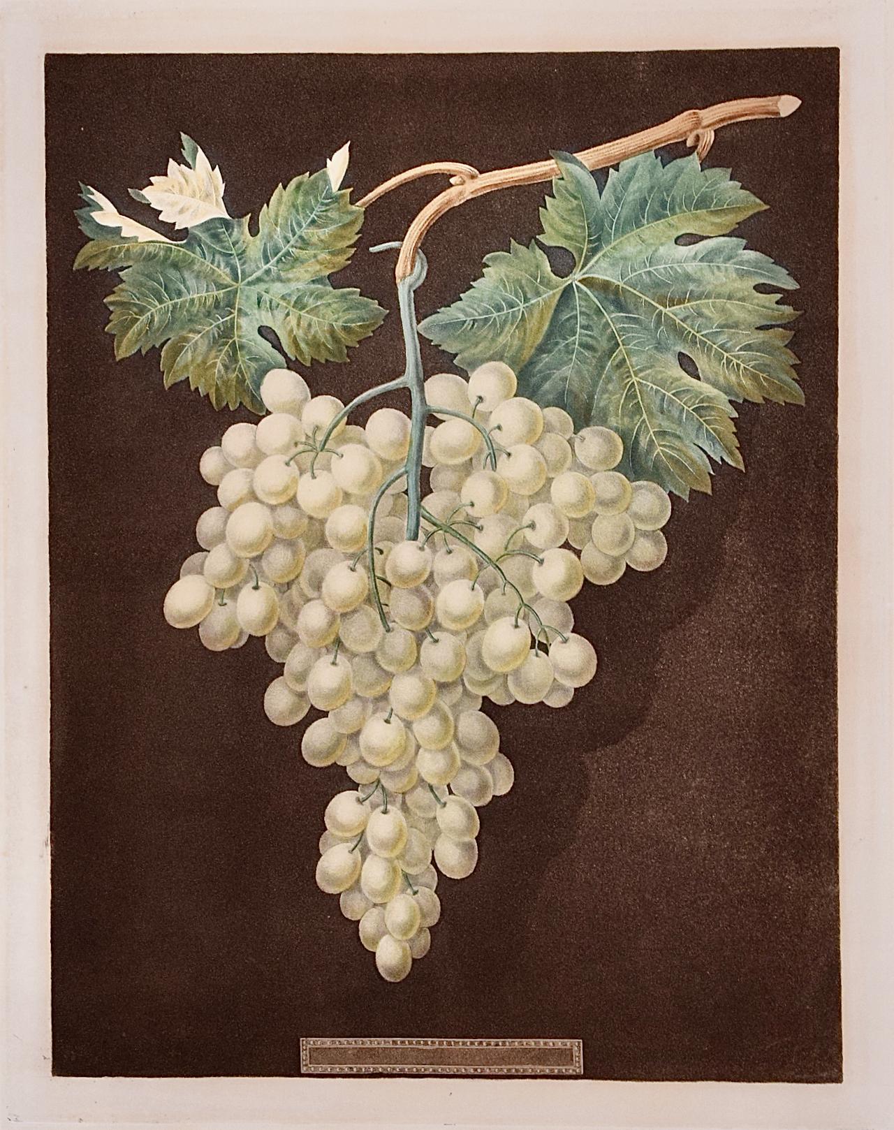 White Hamburgh Grape: A Framed 19th C. Color Engraving by George Brookshaw - Print by george brookshaw