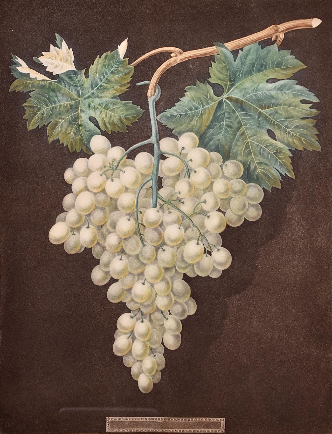 Uva blanca de Hamburgo: Un grabado en color enmarcado del siglo XIX de George Brookshaw - Print Naturalista de george brookshaw