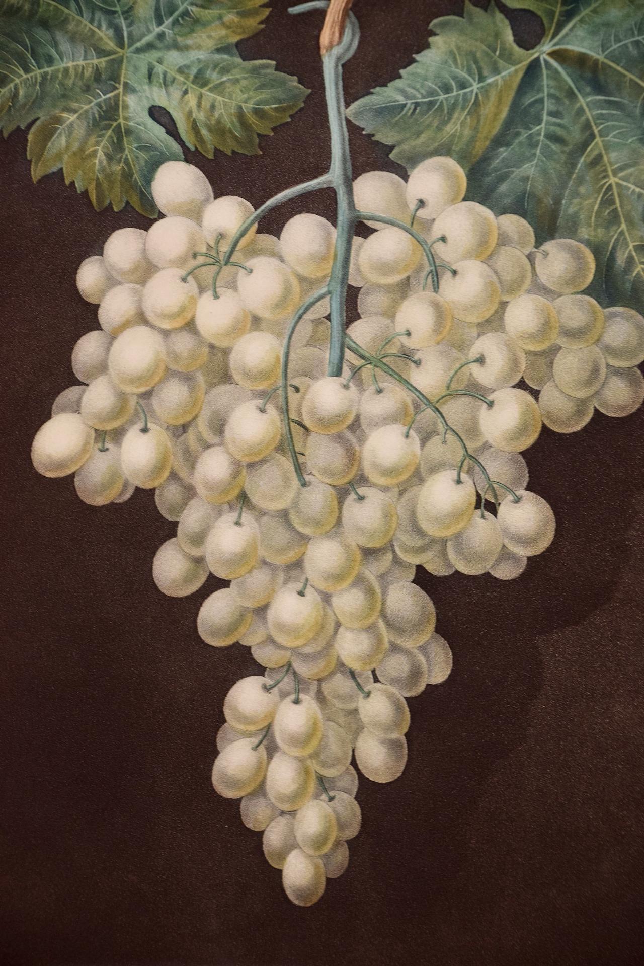 White Hamburgh Grape: A Framed 19th C. Color Engraving by George Brookshaw - Naturalistic Print by george brookshaw
