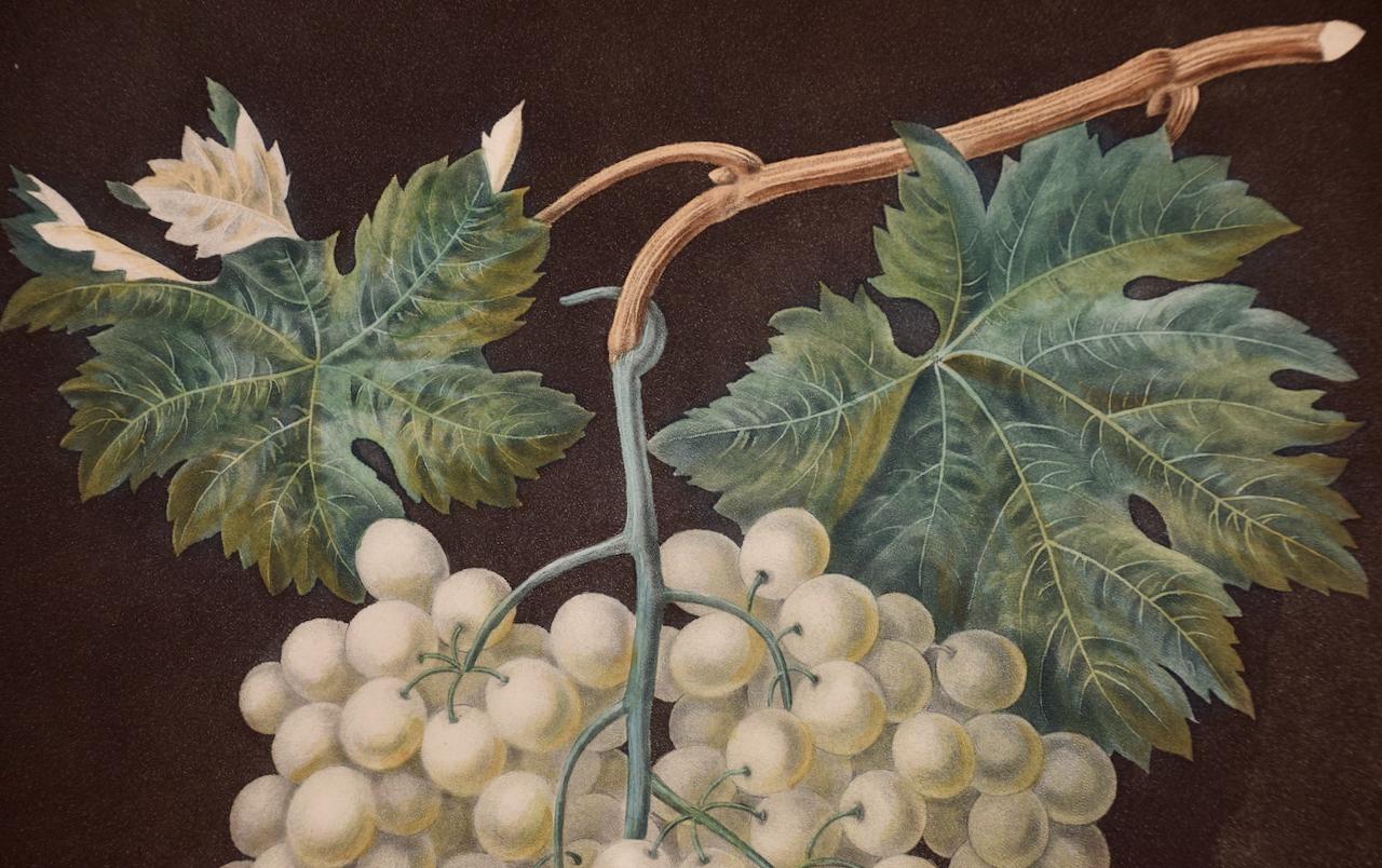 Uva blanca de Hamburgo: Un grabado en color enmarcado del siglo XIX de George Brookshaw en venta 1