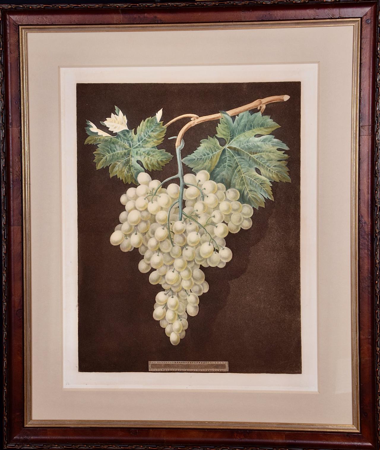 george brookshaw Print - White Hamburgh Grape: A Framed 19th C. Color Engraving by George Brookshaw