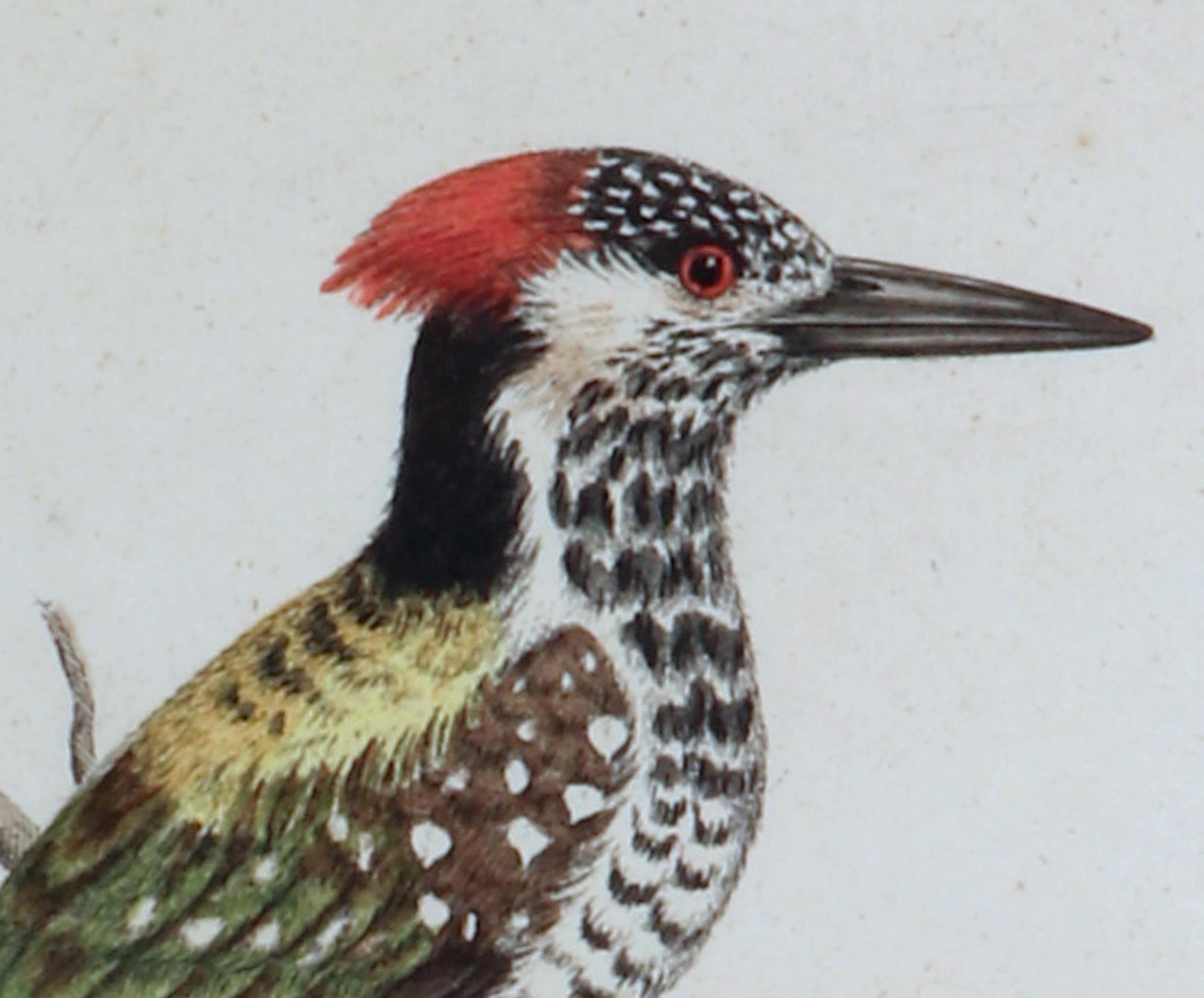 George Edwards Gravuren eines Vogels,
Specht, Picus Bengalensis,
#82,
1745

Ein von George Edwards handkolorierter Stich eines Spechtes.

Abmessungen: 16 3/4 Zoll x 14 Zoll breit x 1 Zoll tief.