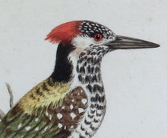 18th Century George Edwards Engravings of a Woodpecker