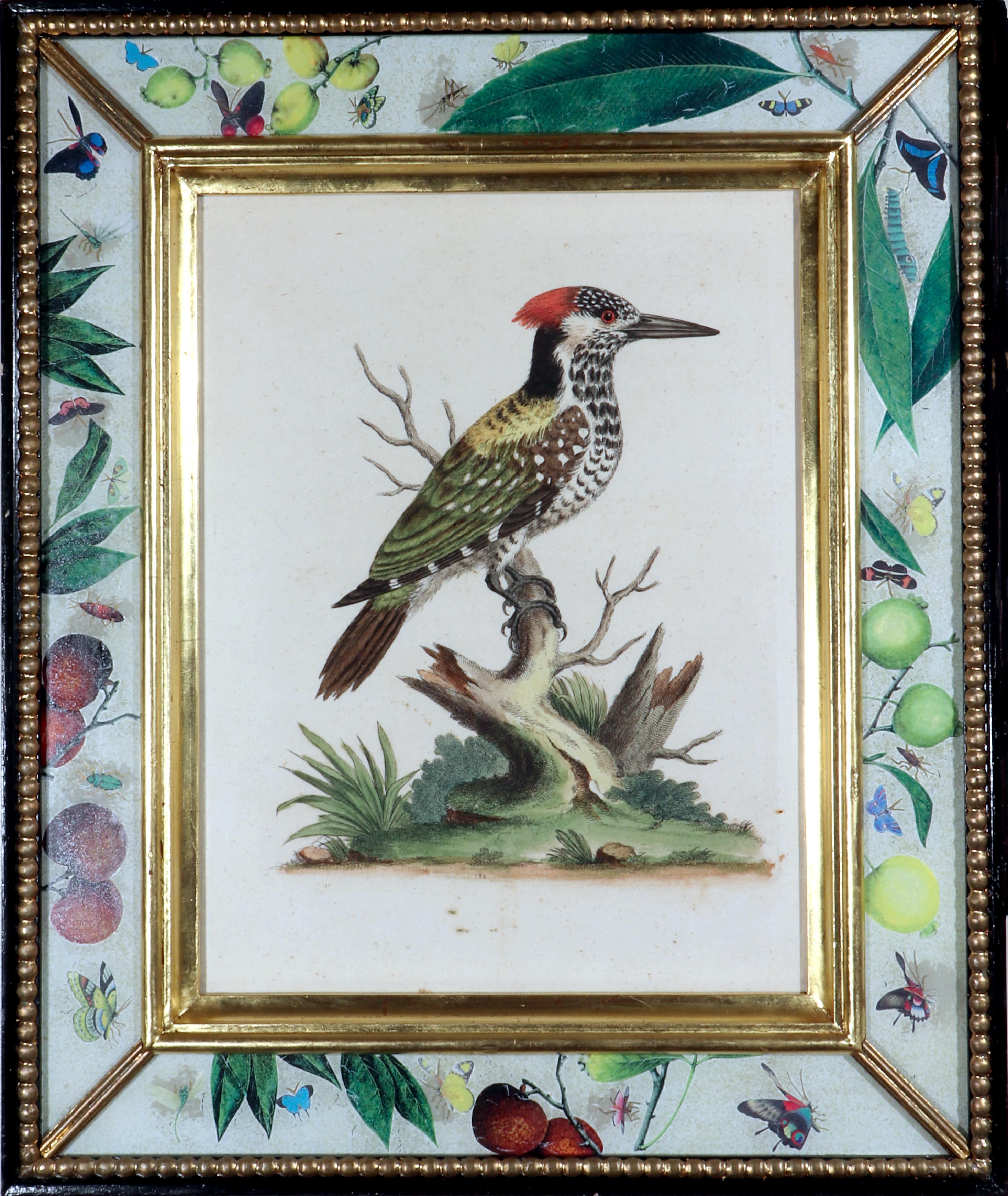 Georgian 18th Century George Edwards Engravings of a Woodpecker For Sale