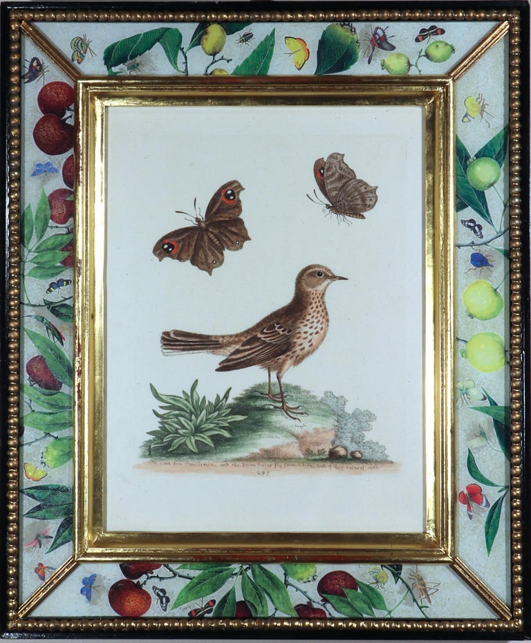 Mid-18th Century George Edwards Engravings of Birds, a Set of Six For Sale