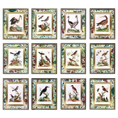 George Edwards Stiche von Vögeln:: Satz von zwölf:: ca. 1740-1760