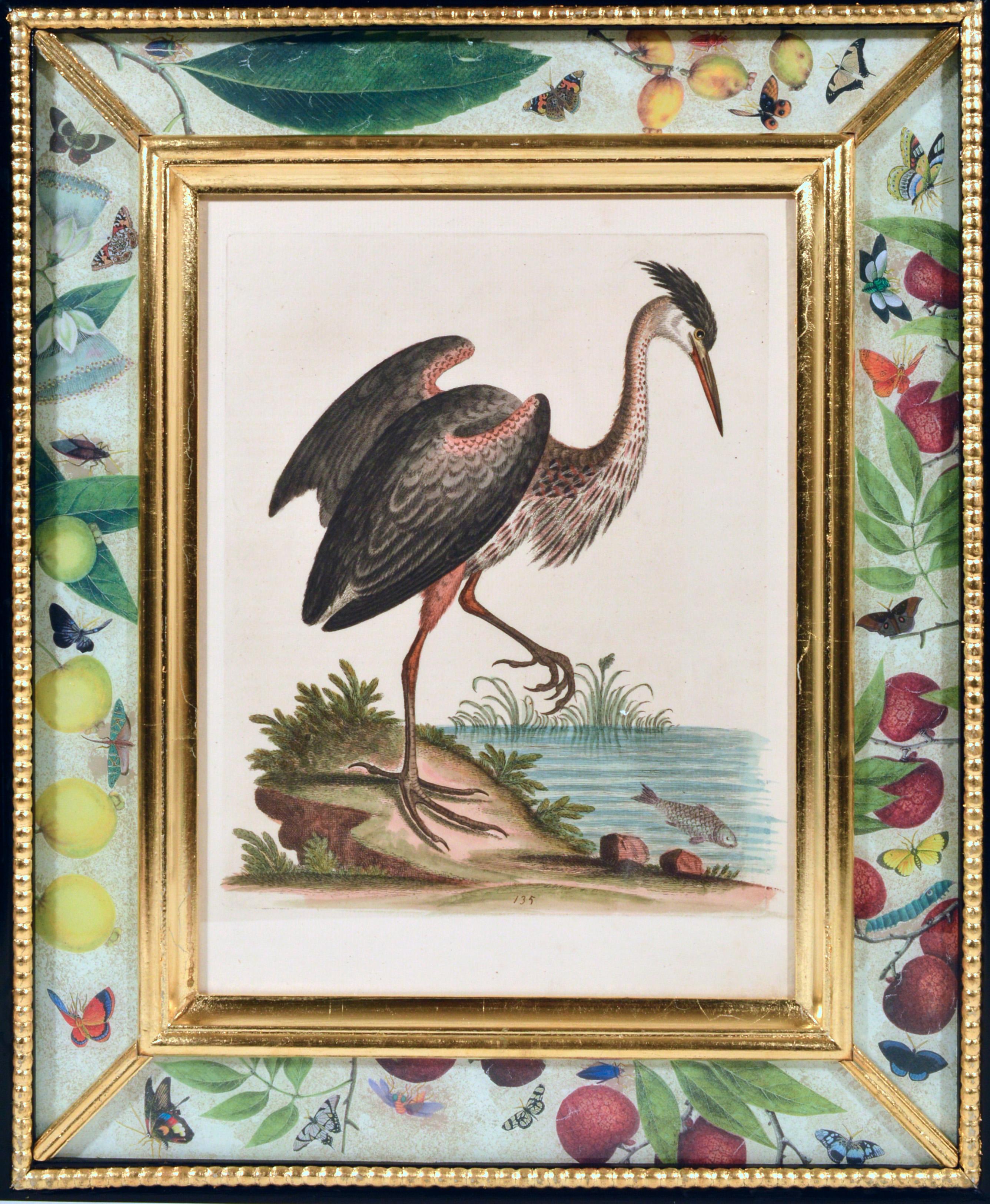 George Edwards Engravings of Birds, Set of Twelve, circa 1740-1760 4