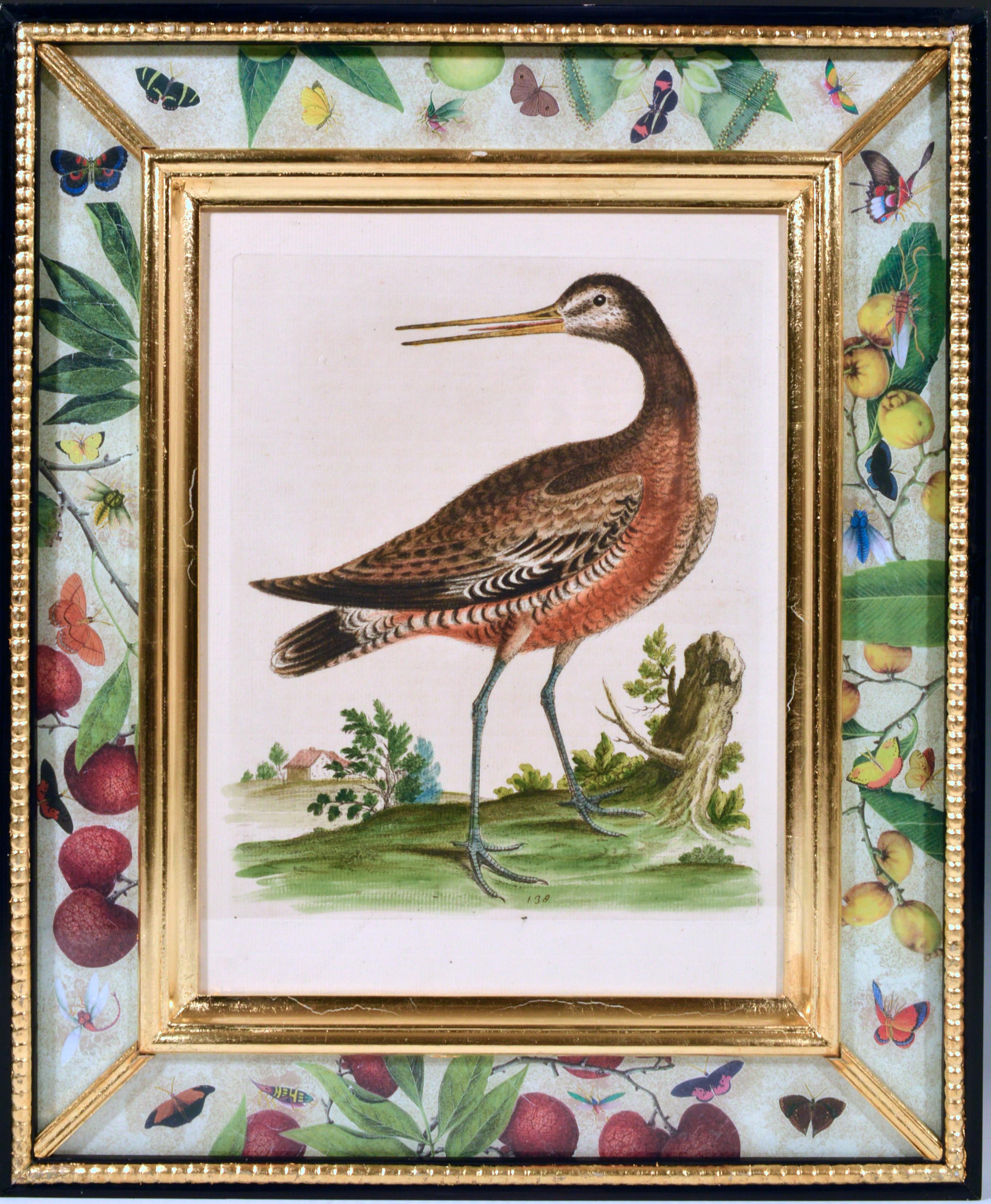 George Edwards Engravings of Birds, Set of Twelve, circa 1740-1760 5