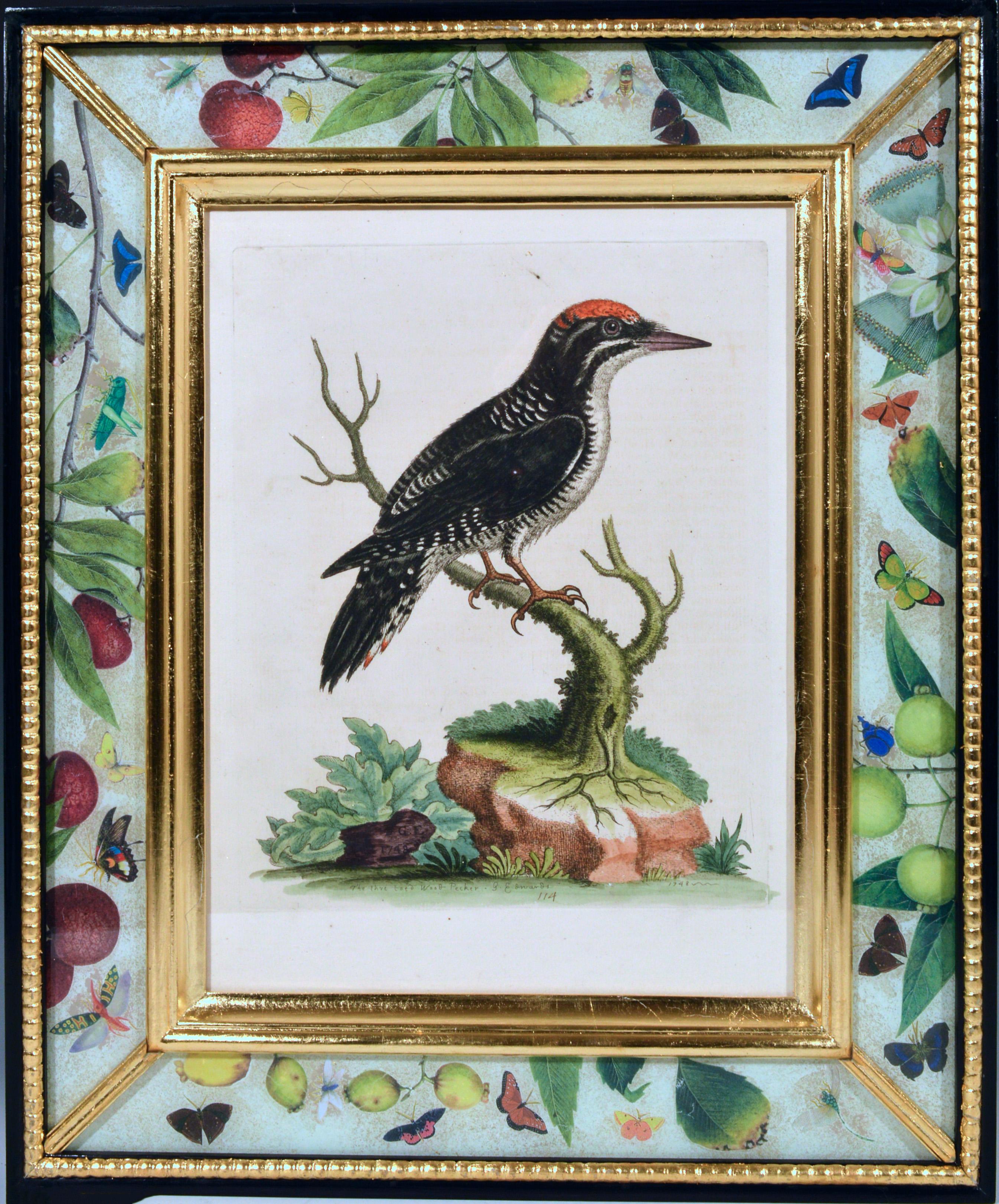 George Edwards engravings of birds,
Set of twelve,
circa 1740-1760.

Twelve different bird engravings within handmade decoupage frames with original hand colouring.

The following plates are included: 114 (the three toed wood-pecker), 122 (The