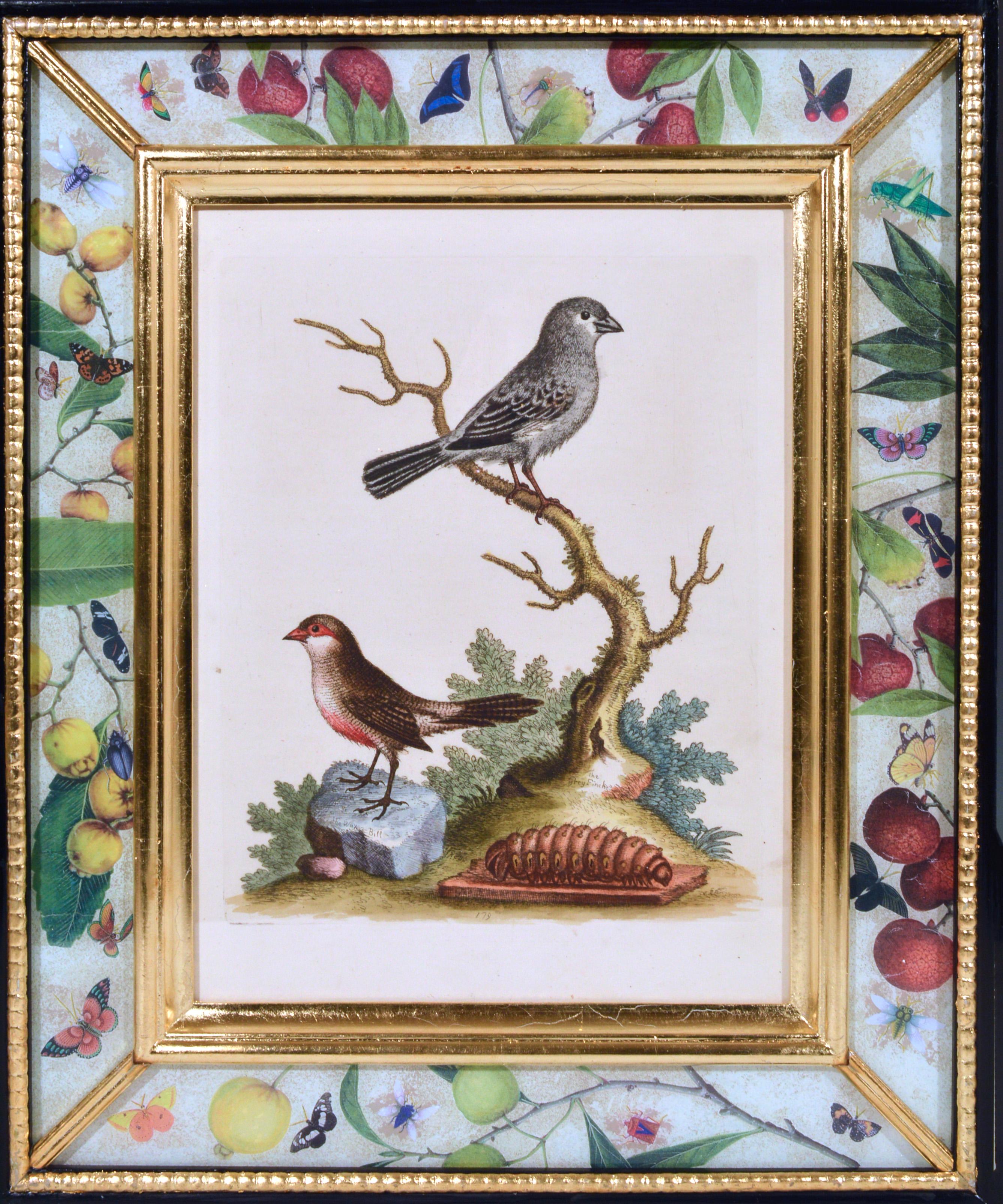 Georgian George Edwards Engravings of Birds, Set of Twelve, circa 1740-1760