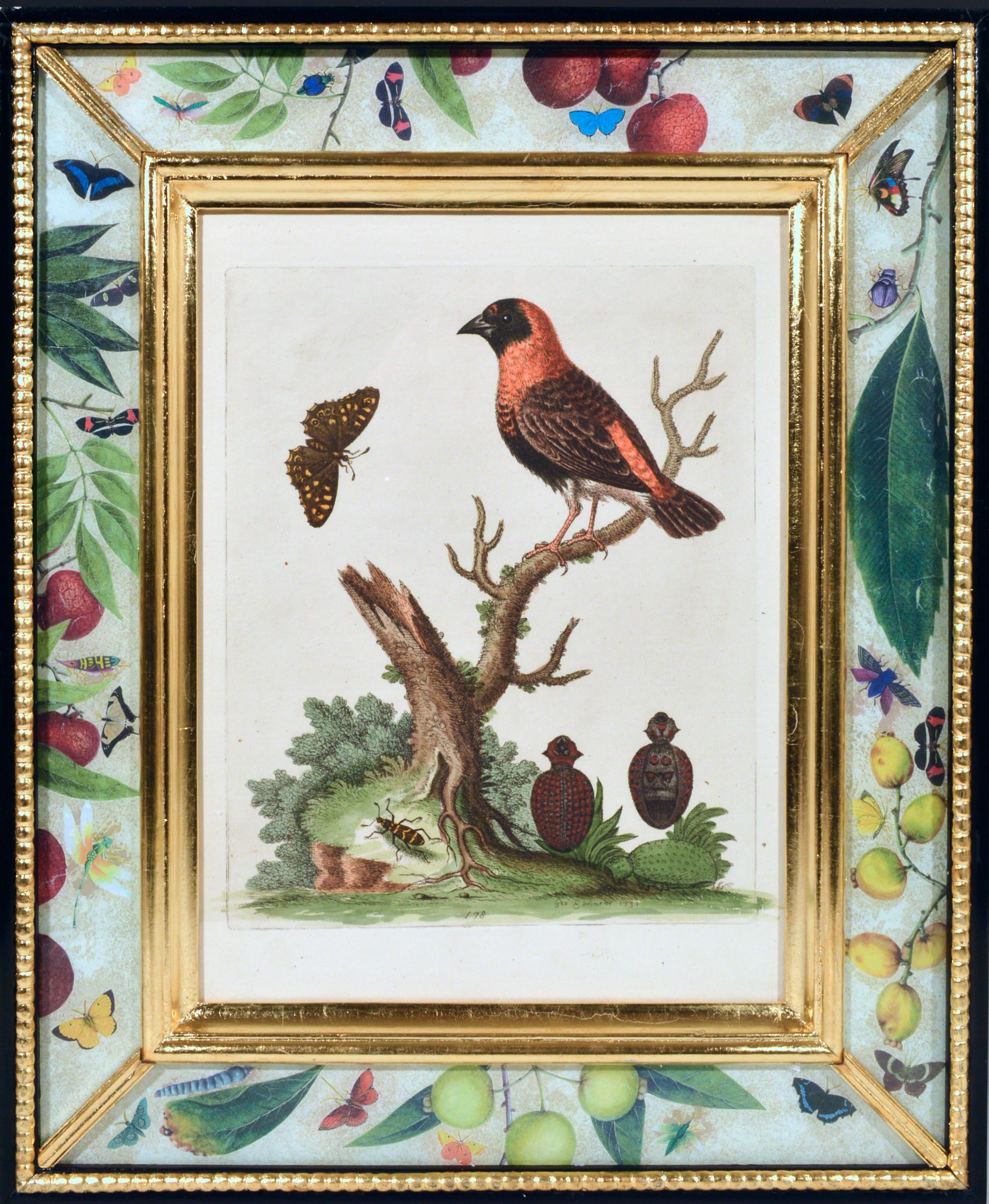 English George Edwards Engravings of Birds, Set of Twelve, circa 1740-1760
