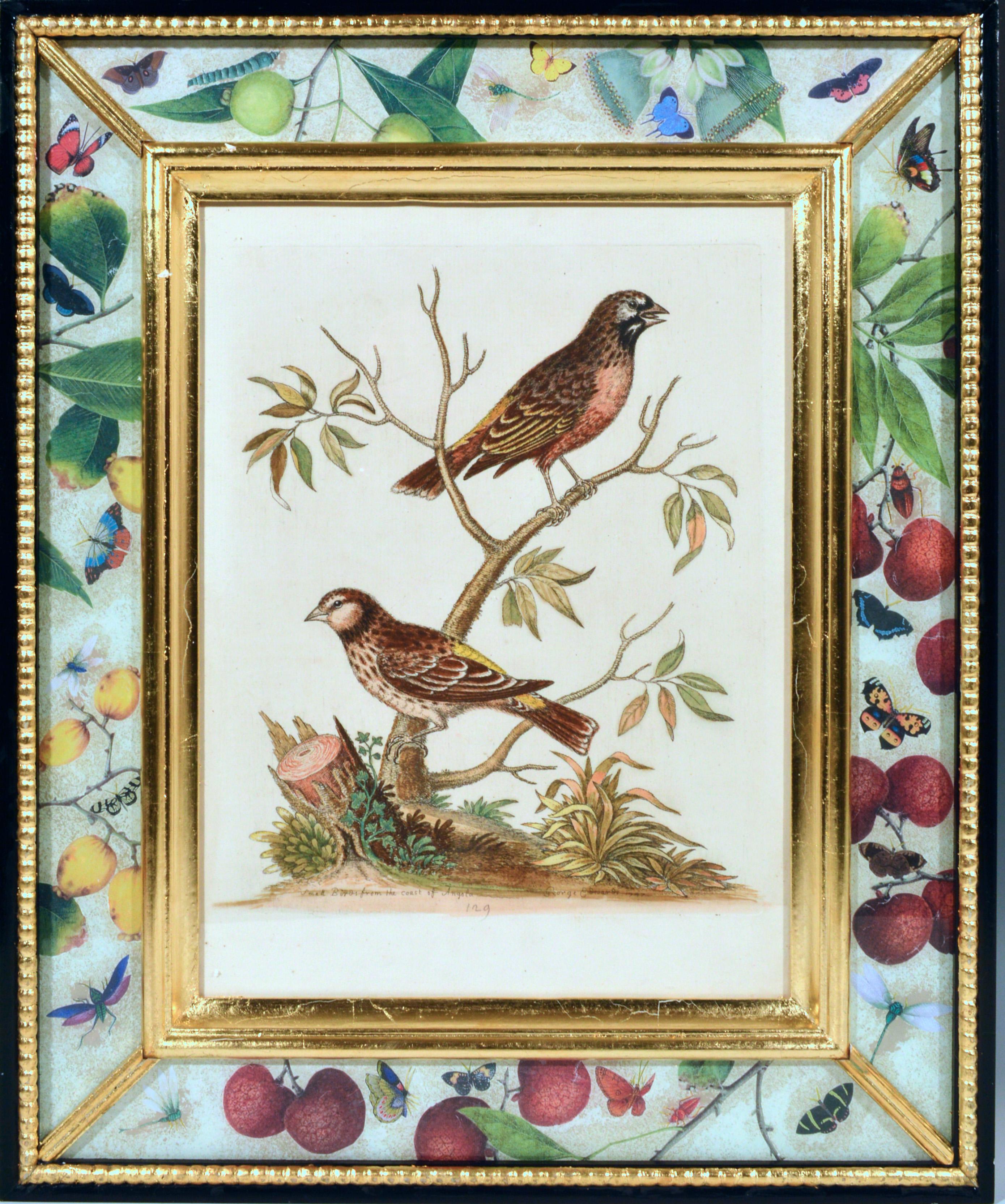 18th Century George Edwards Engravings of Birds, Set of Twelve, circa 1740-1760