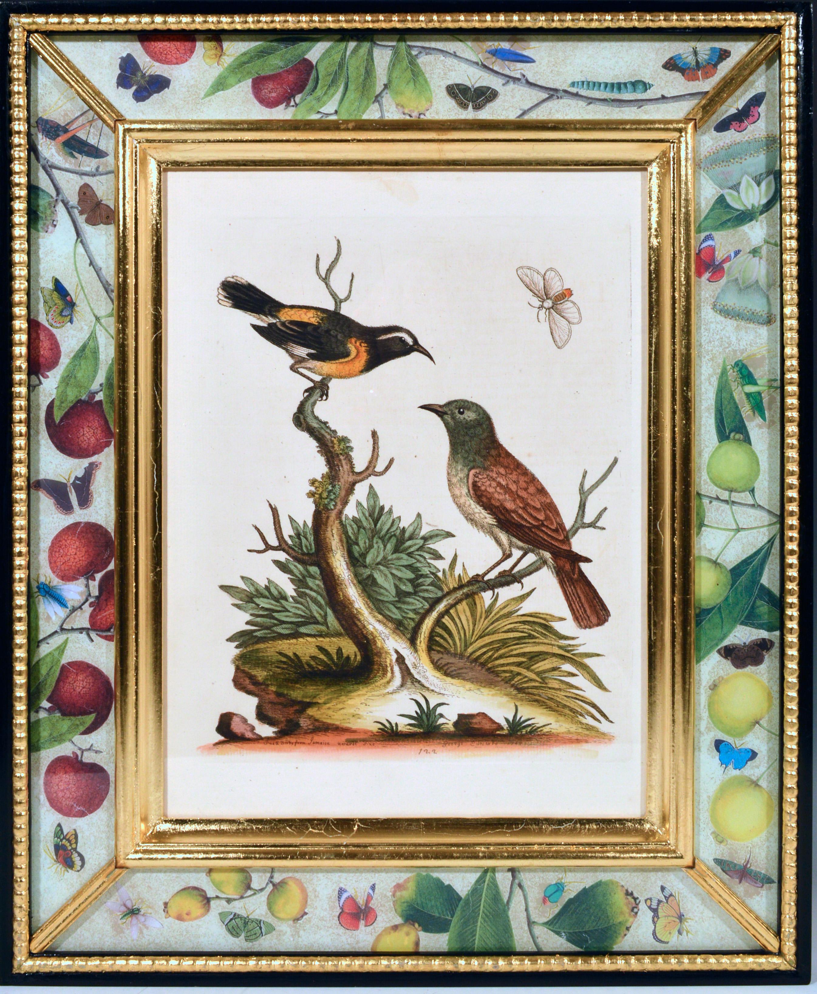 Paper George Edwards Engravings of Birds, Set of Twelve, circa 1740-1760