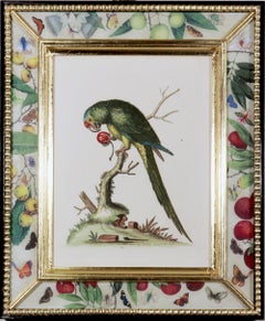 George Edwards Prints of Parrots with Decoupage Frames
