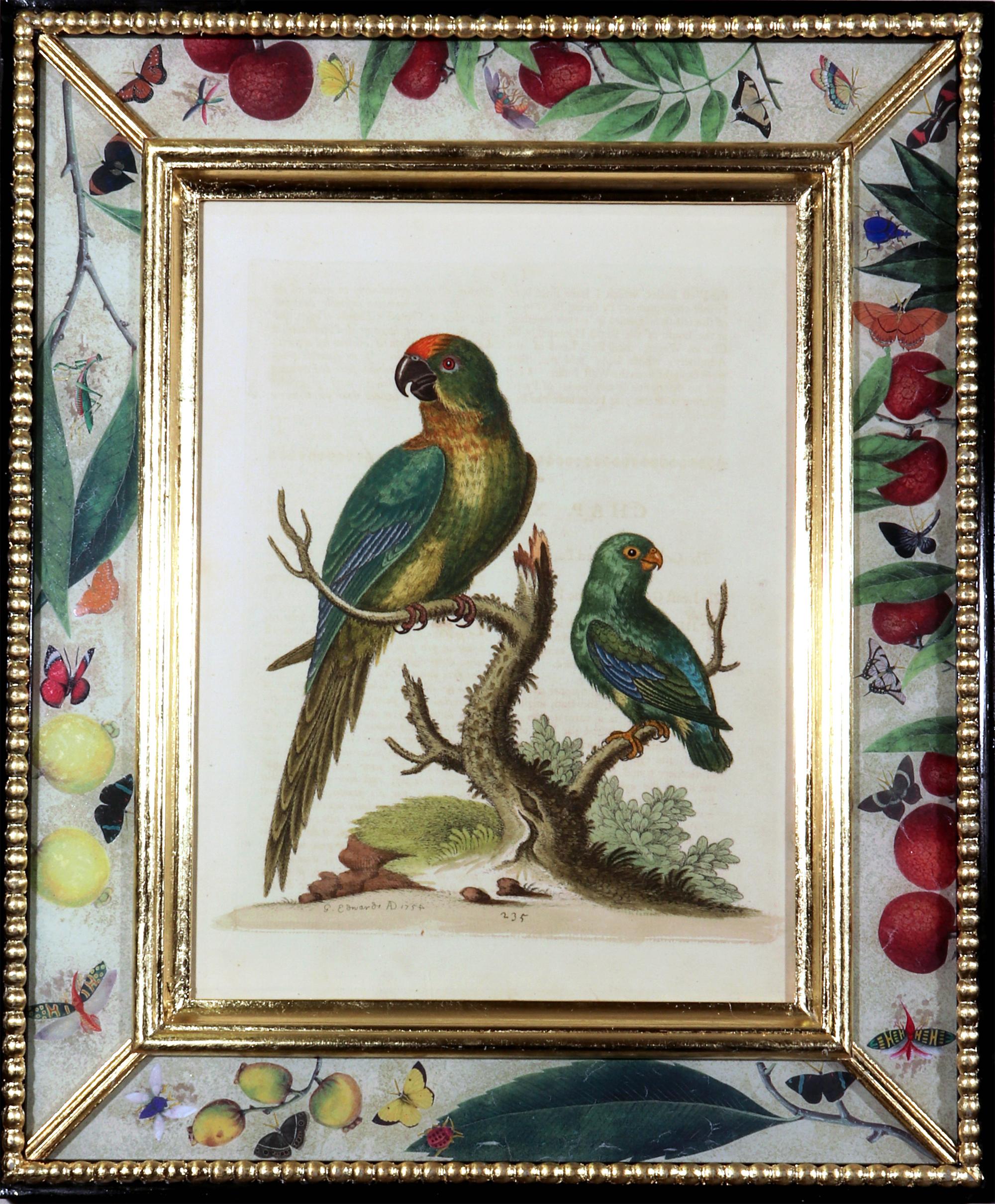 Georgian George Edwards Prints of Parrots with Decoupage Frames