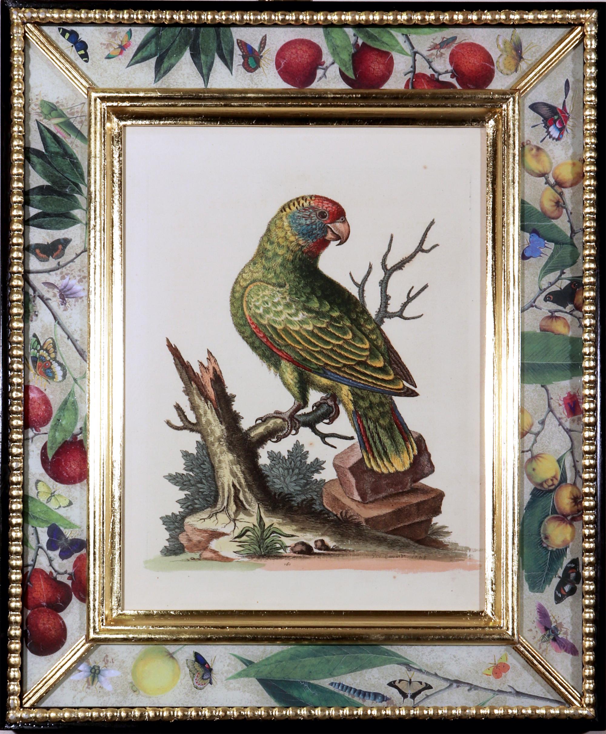 English George Edwards Prints of Parrots with Decoupage Frames