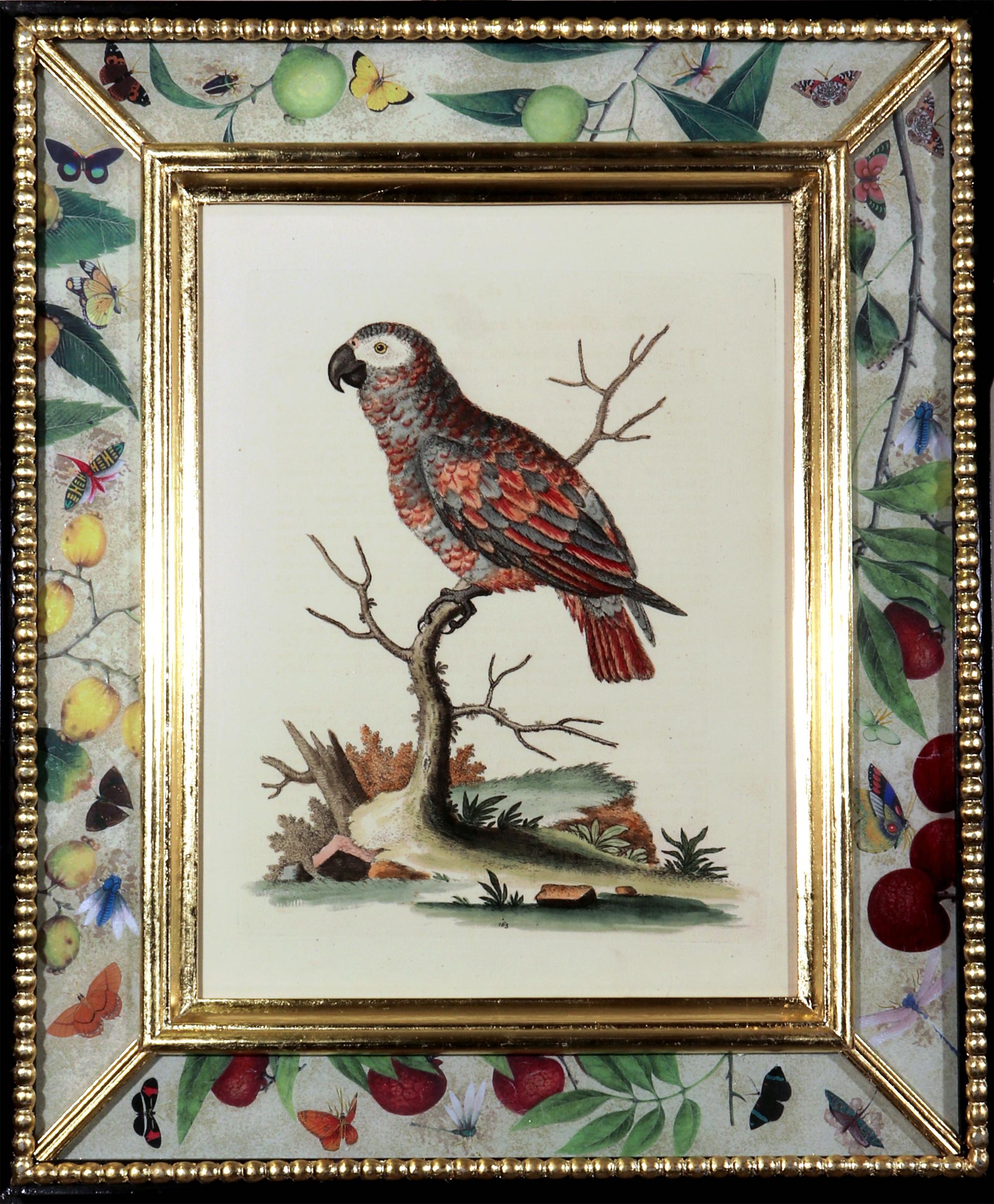George Edwards Prints of Parrots with Decoupage Frames In Good Condition In Downingtown, PA