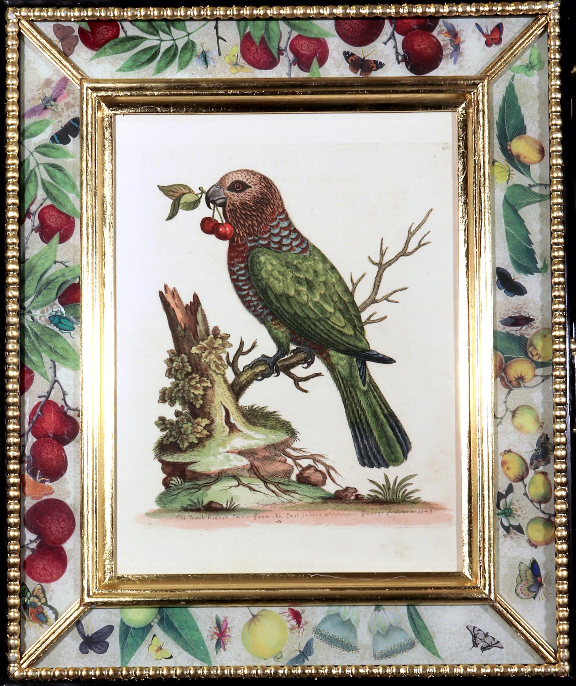Mid-18th Century George Edwards Prints of Parrots with Decoupage Frames