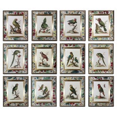 George Edwards Prints of Parrots with Decoupage Frames