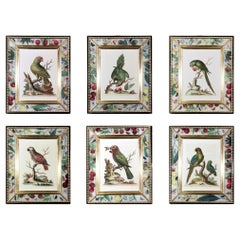 George Edwards Prints of Parrots with Decoupage Frames