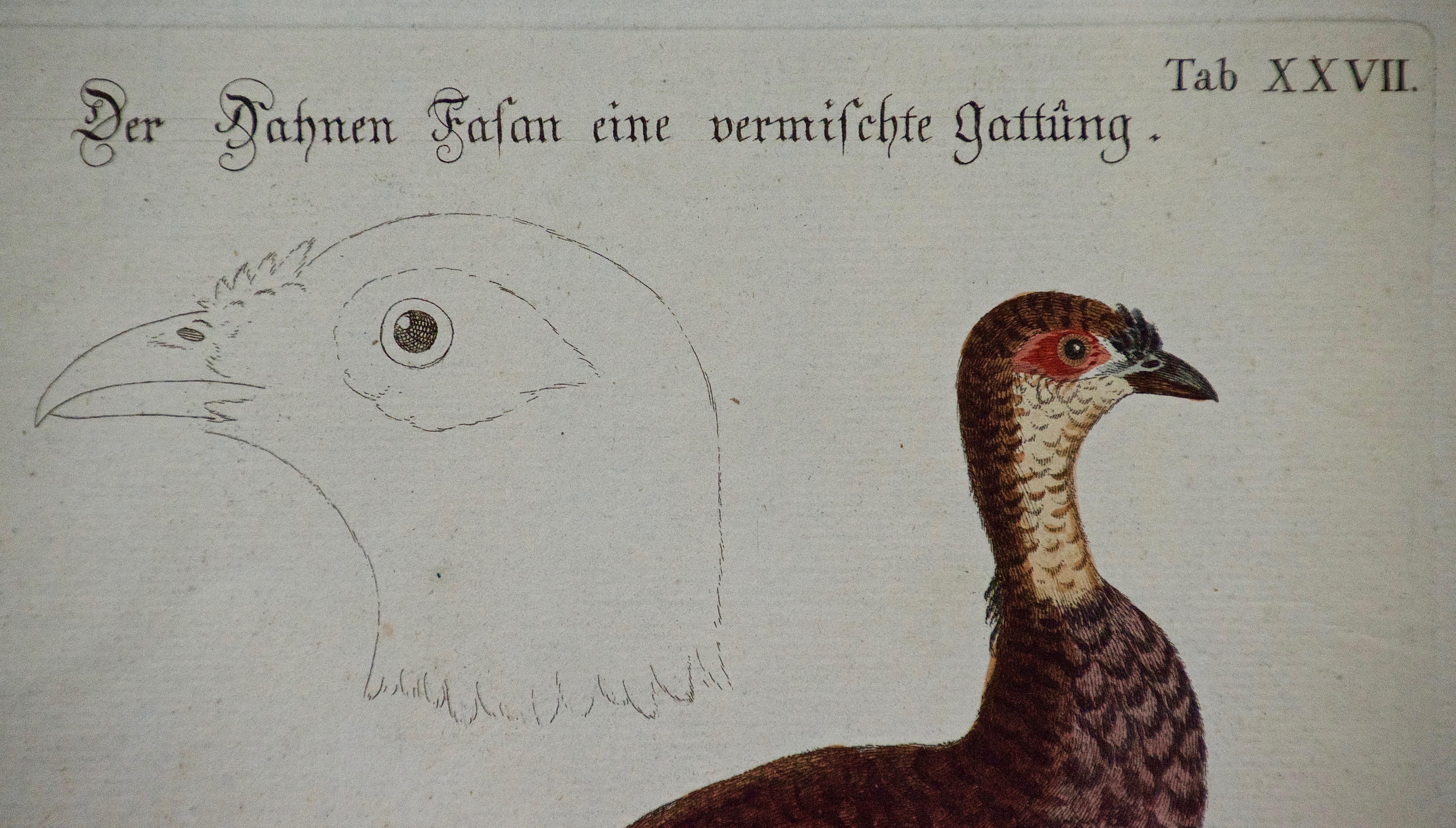 18th century hand colored copper-plate engraving of an exotic bird, 