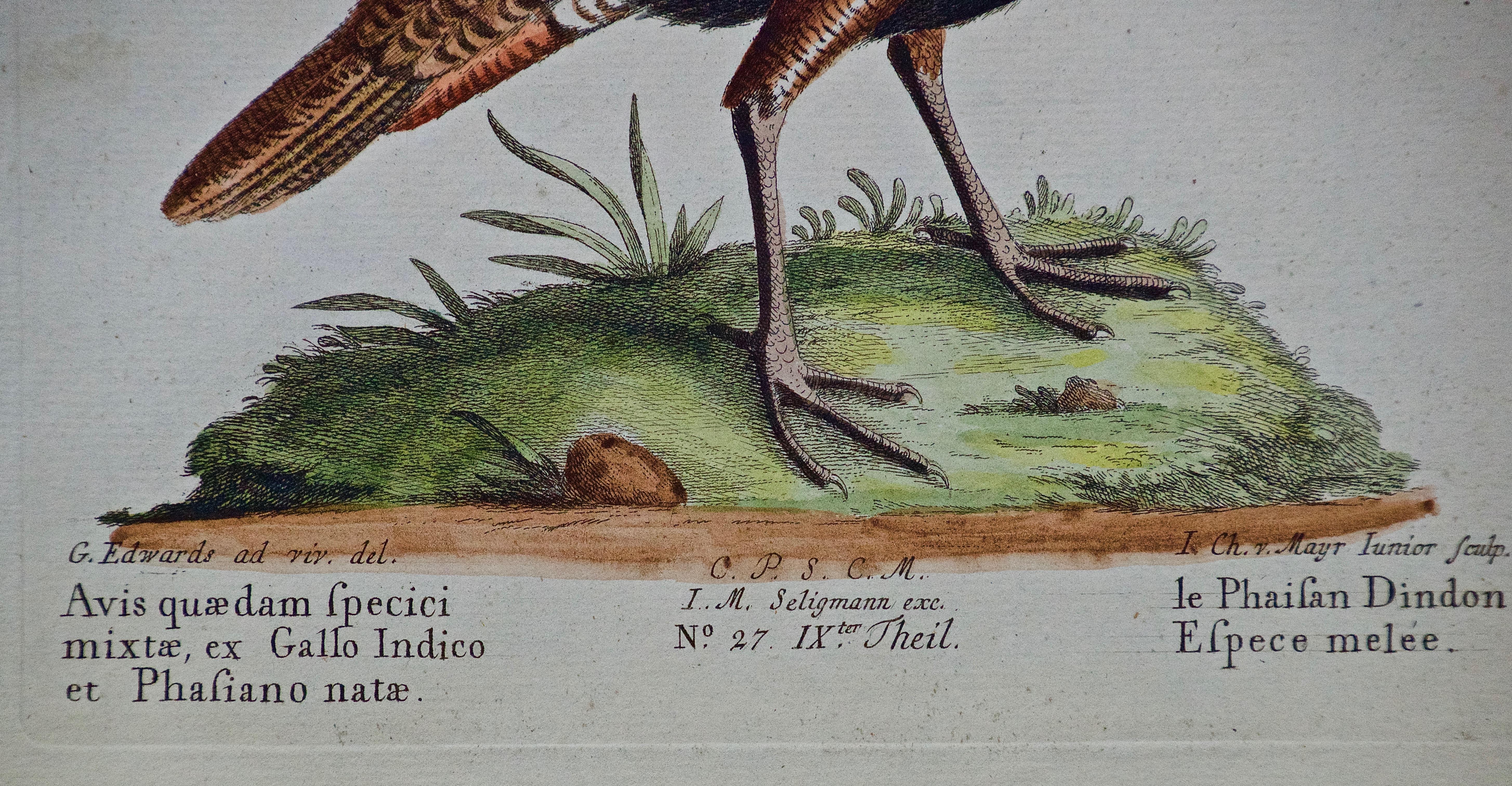 18th Century Hand Colored Bird Engraving by George Edwards 1
