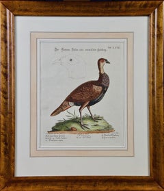 18th Century Hand Colored Bird Engraving by George Edwards