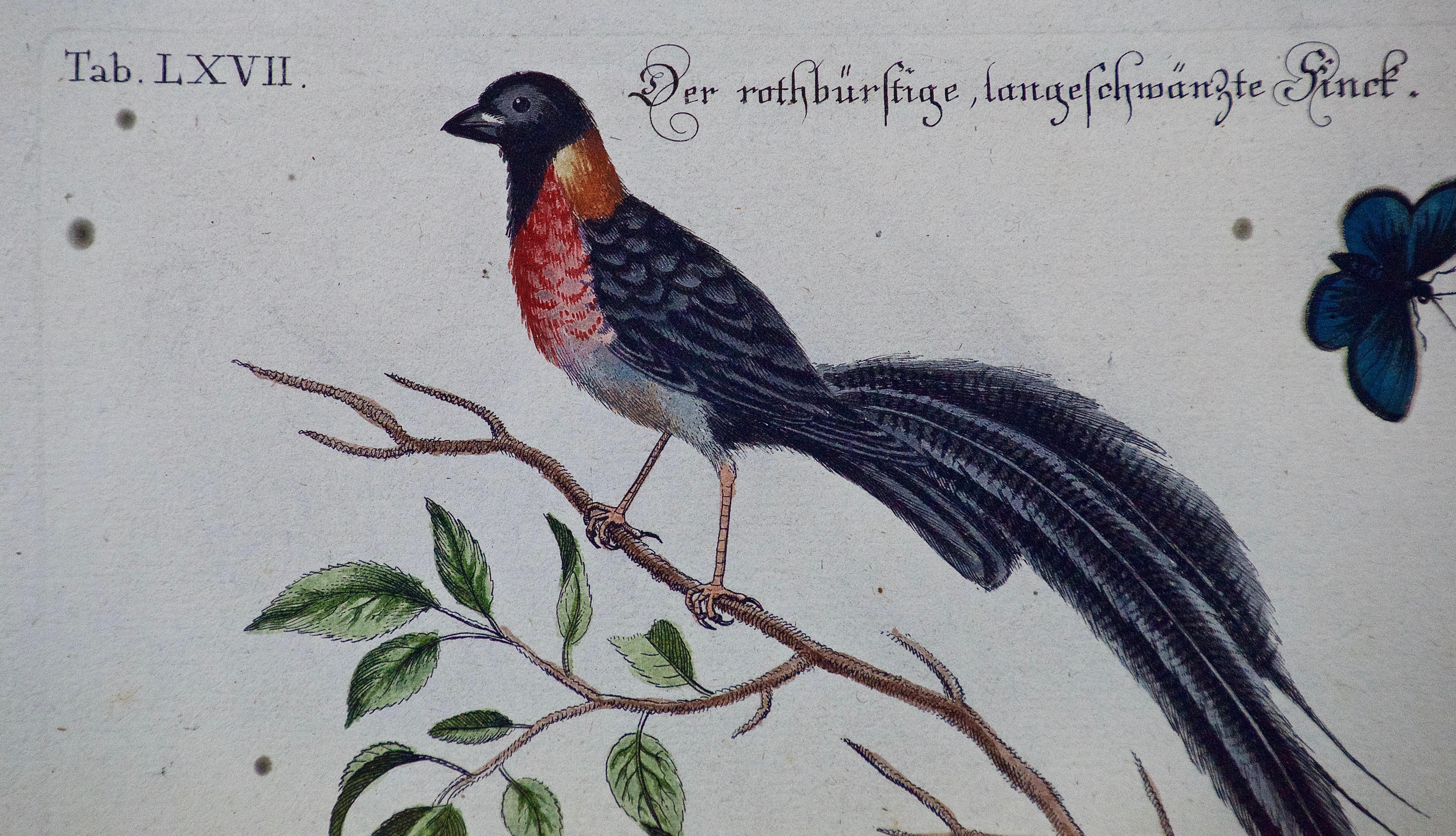 An 18th century hand colored copper-plate engraving of an exotic bird, 