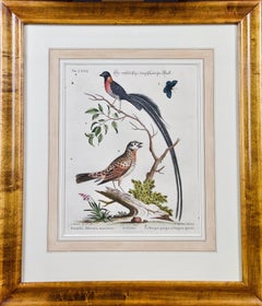 gravure George Edwards du 18ème siècle:: colorée à la main:: représentant un oiseau "Fringilla Africana"