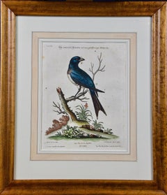Antique 18th Century Hand Colored George Edwards Lanius (Shrike) Bird Engraving