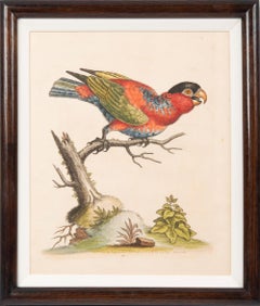 A Group of Twelve 18th Century engravings of Parrots.